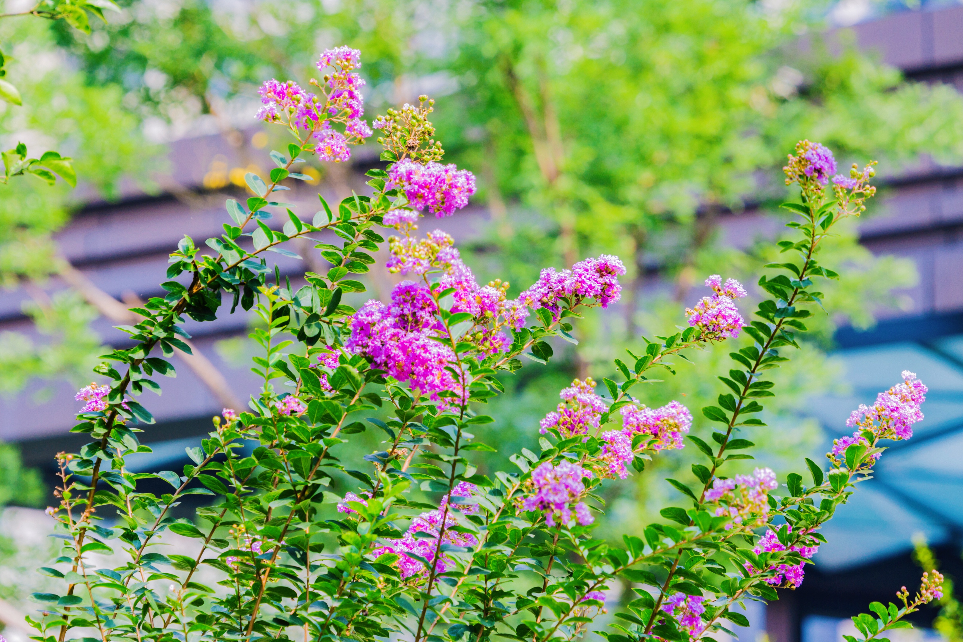 庭前紫薇初作花首发