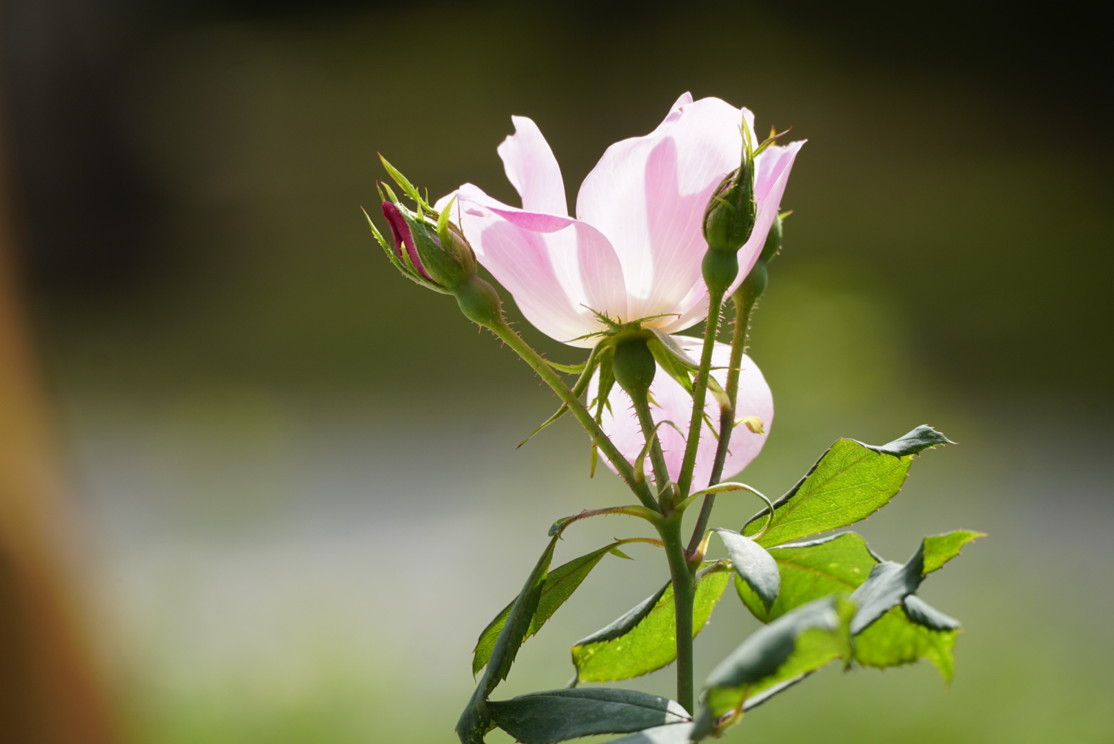 单瓣儿月季很灵秀