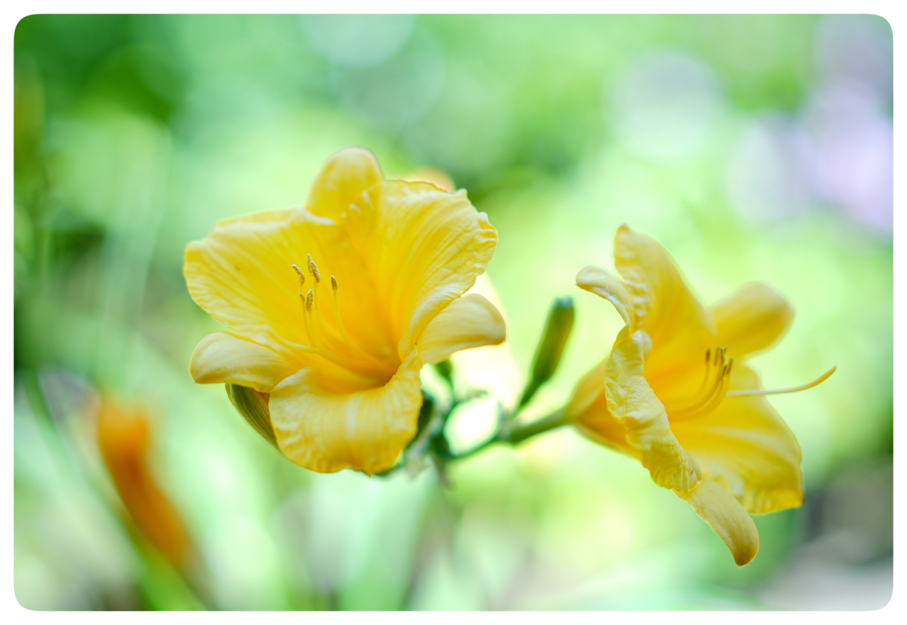 金黄金黄萱草花