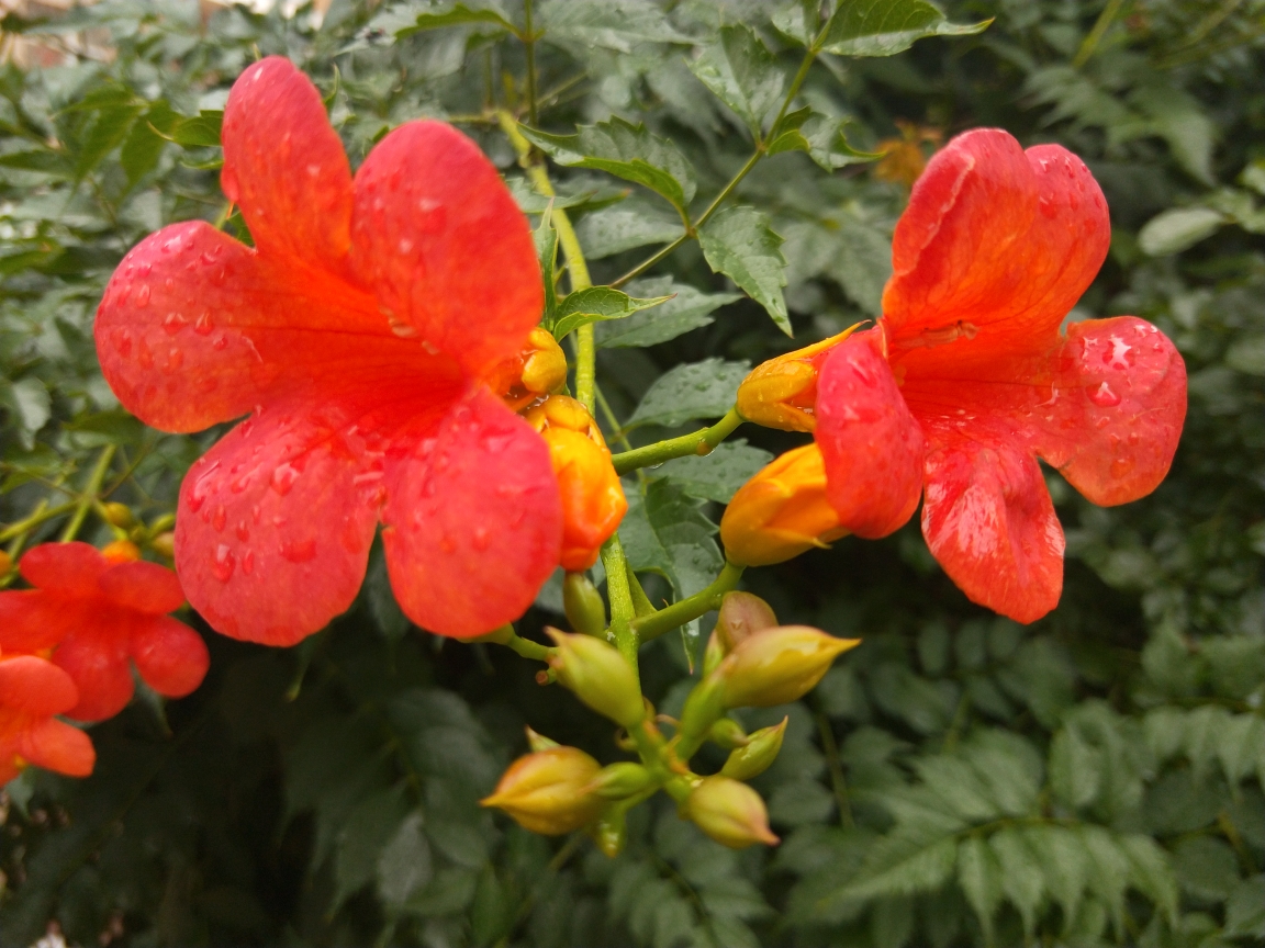 《凌霄花》作者:这把伞 朗诵:万里雪