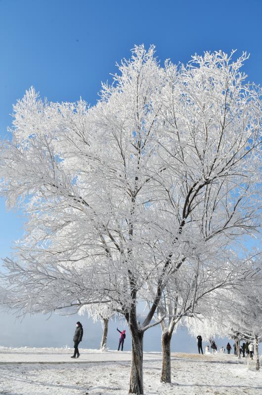 2021年元月二号吉林市松花江沿岸拍摄漂亮的雾凇