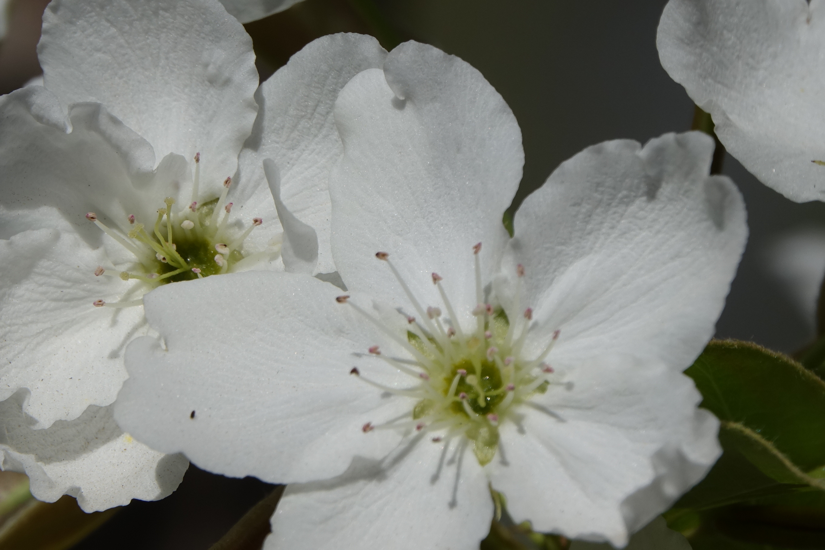 春风又裁花满园