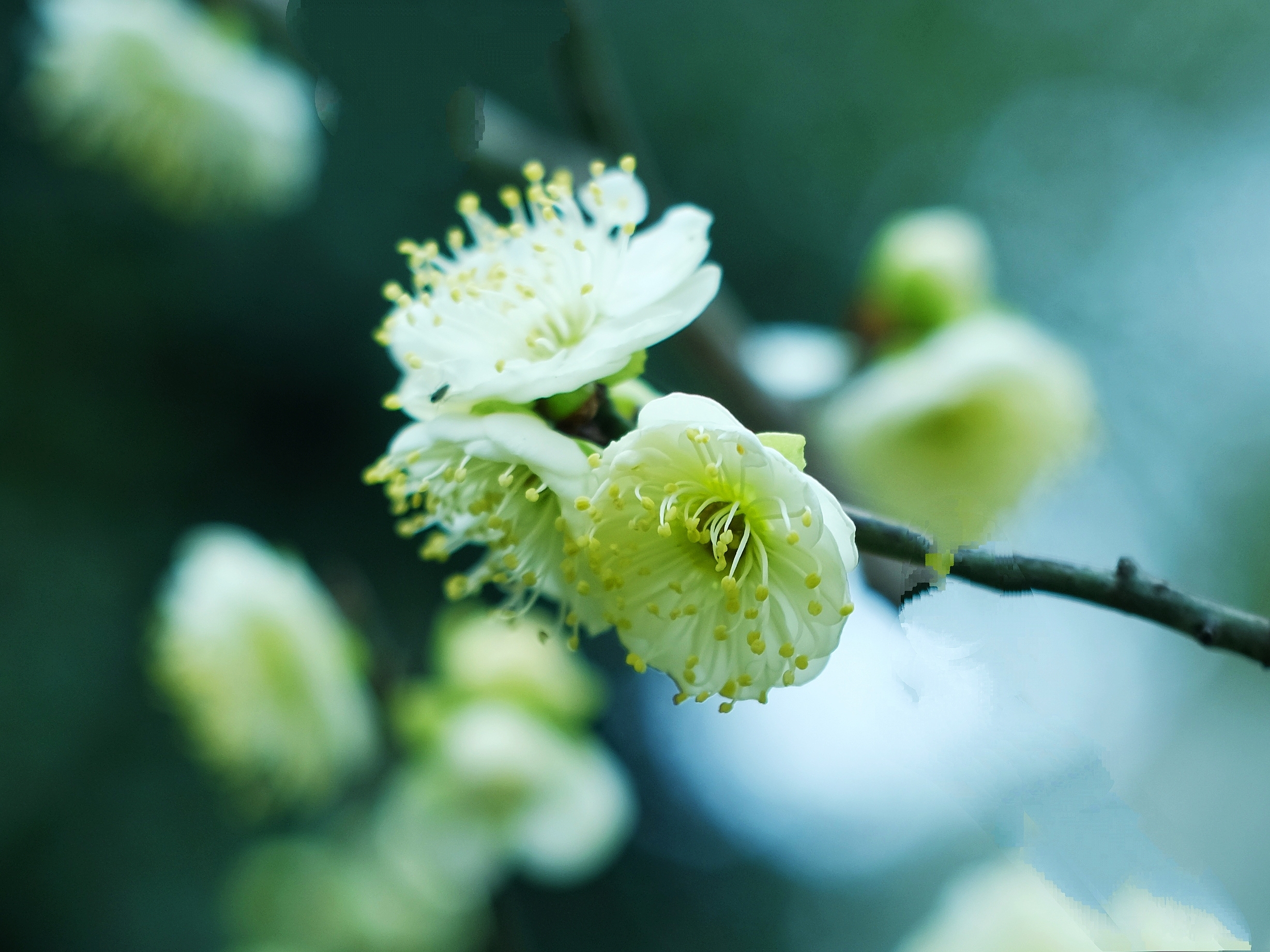 那缕白梅的清香