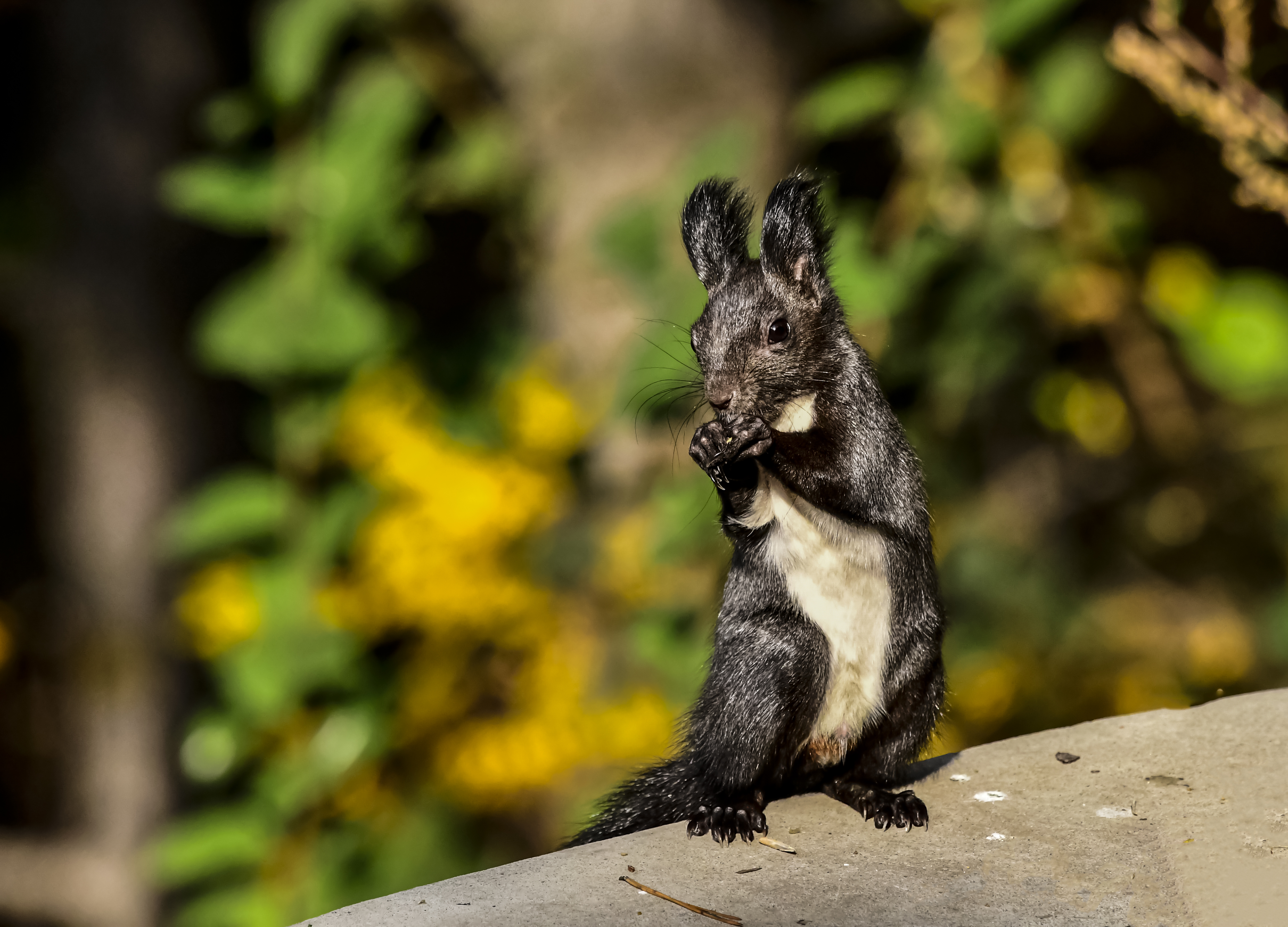 林中的黑精灵魔王松鼠