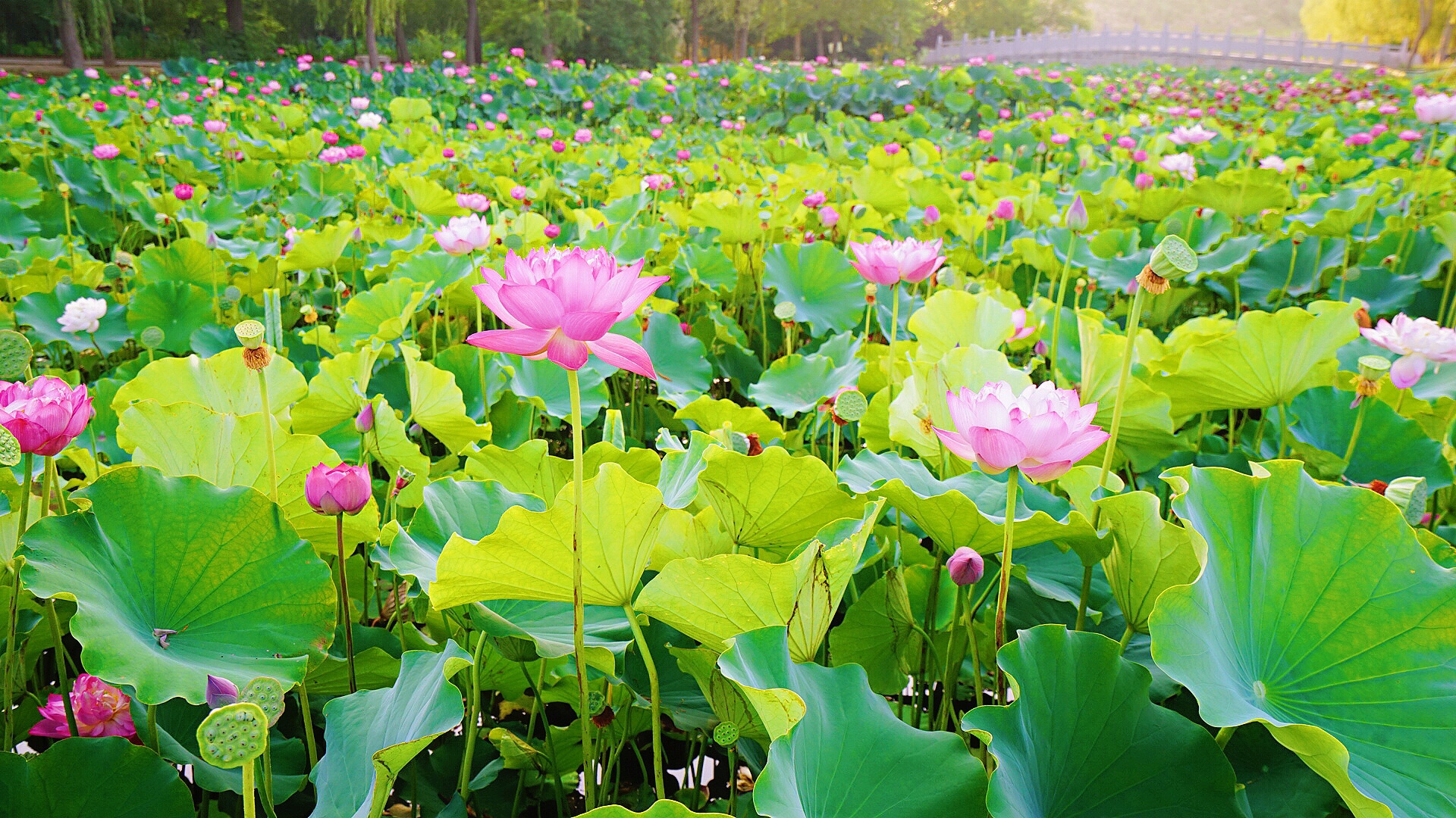 且听风吟/今日聊城南湖湿地公园