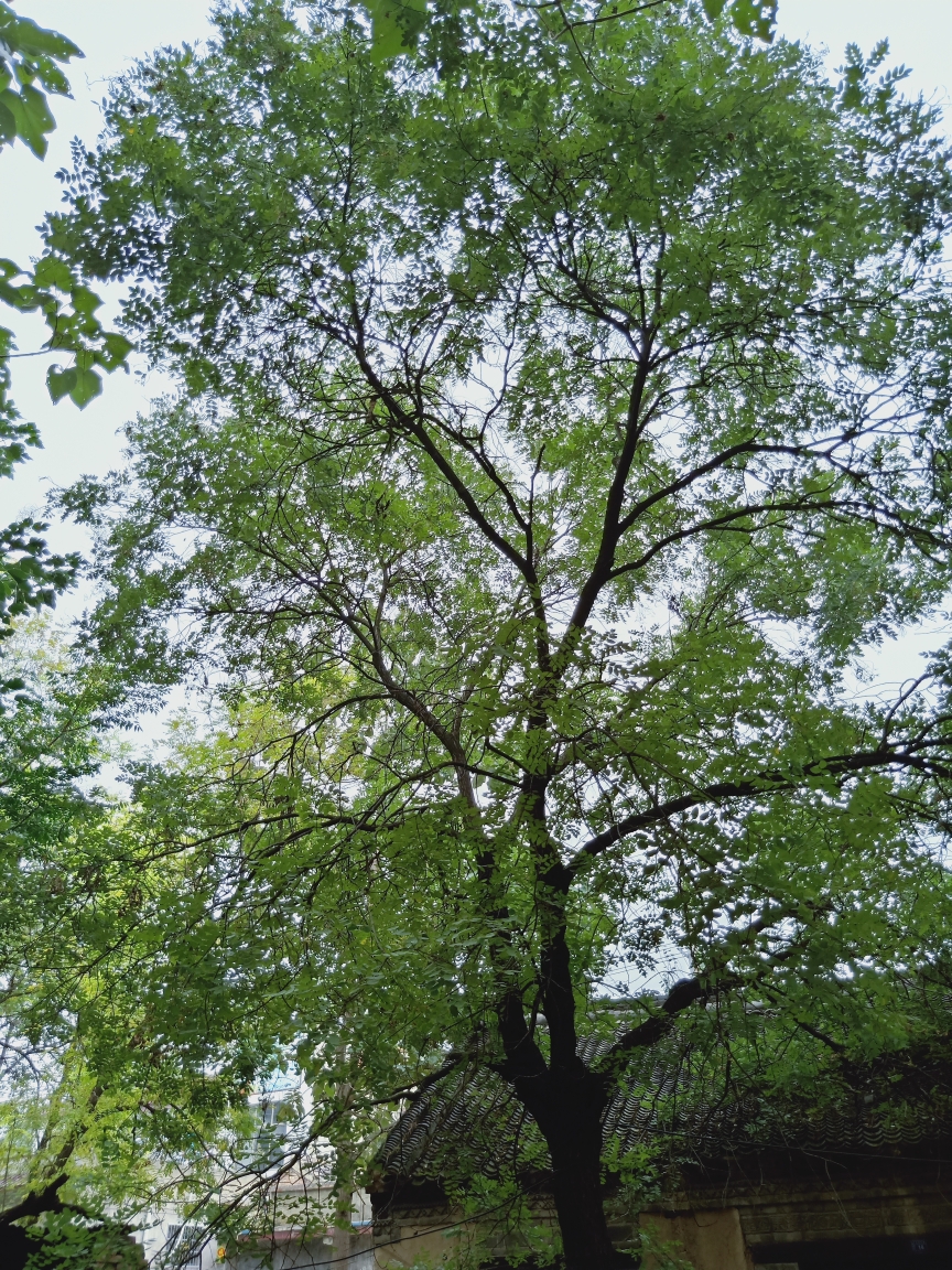 我亲爱的奶奶 您走了 连同您的老屋 还有那棵和我父亲同龄的黑槐树 我