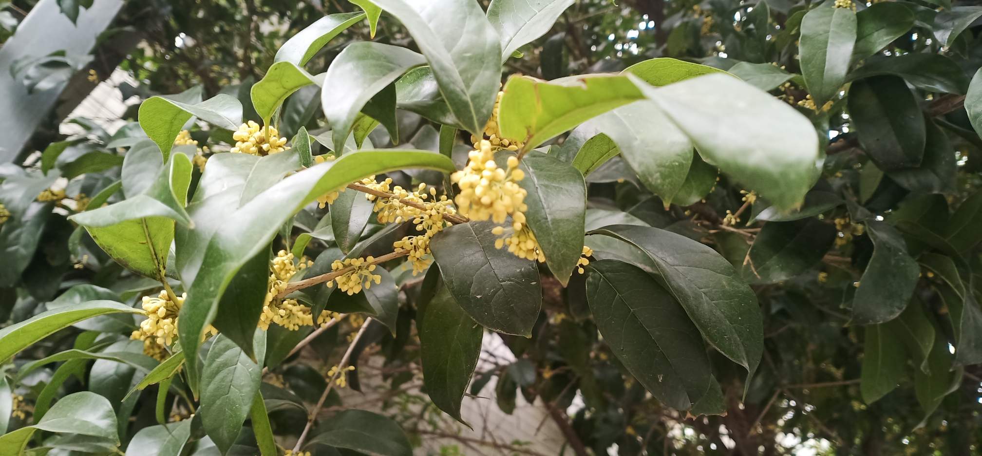 文/杨洁 十月桂花八里香,玲珑花蕊如娇娘!