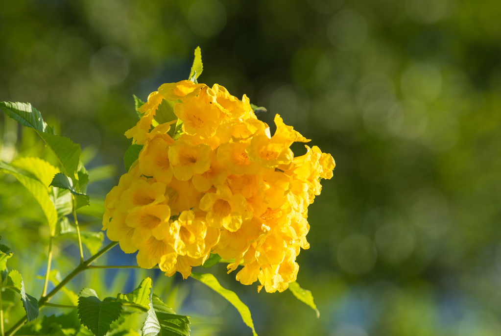 金色黄钟花秋风中绽放