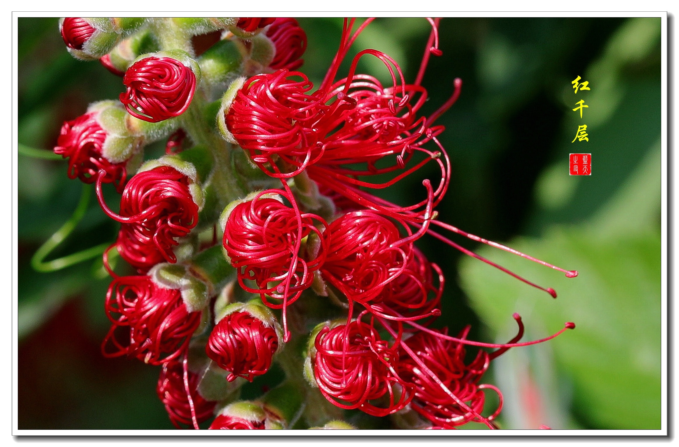 花如瓶刷叶似剑红千层