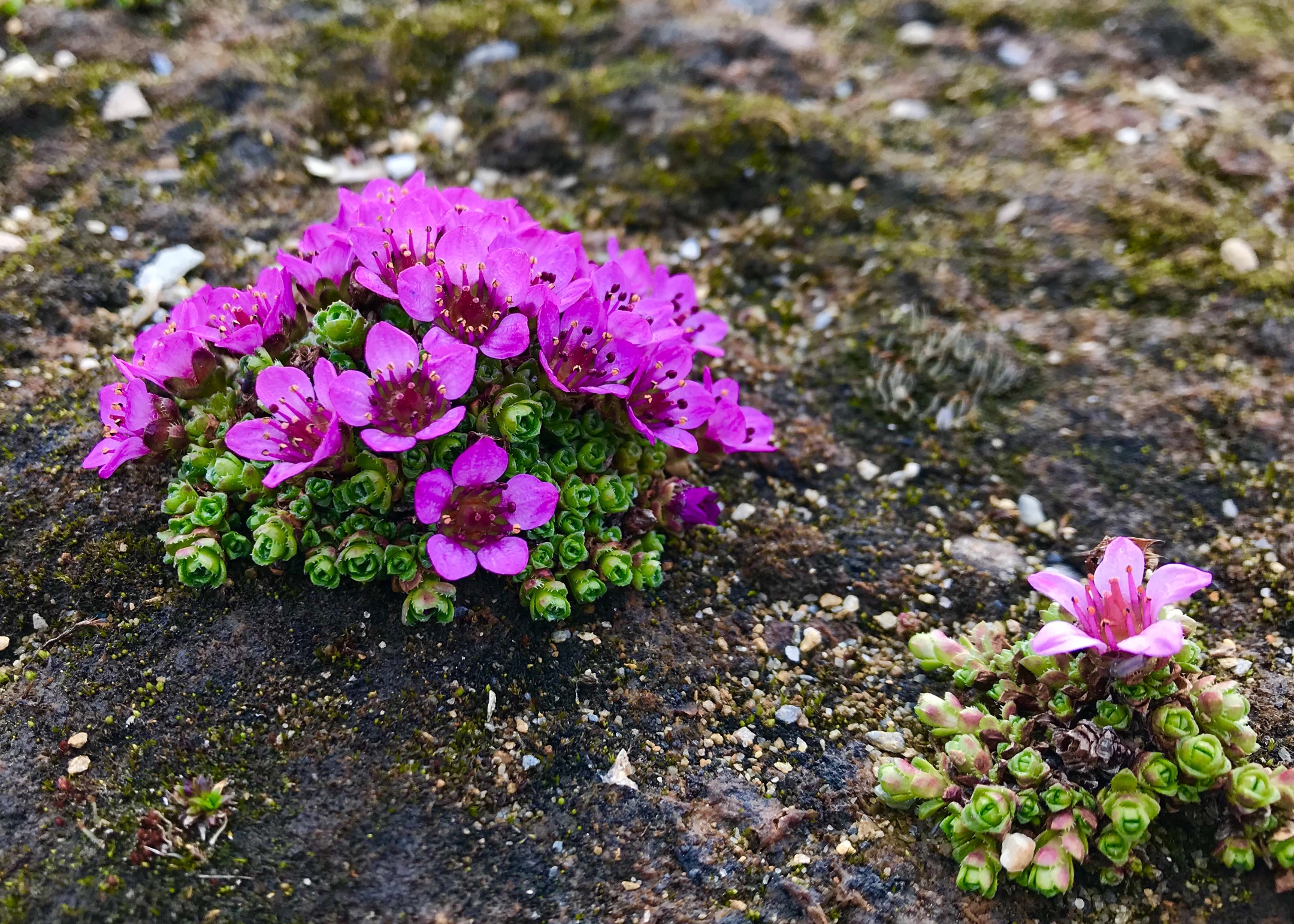 它的学名是挪威虎耳草.