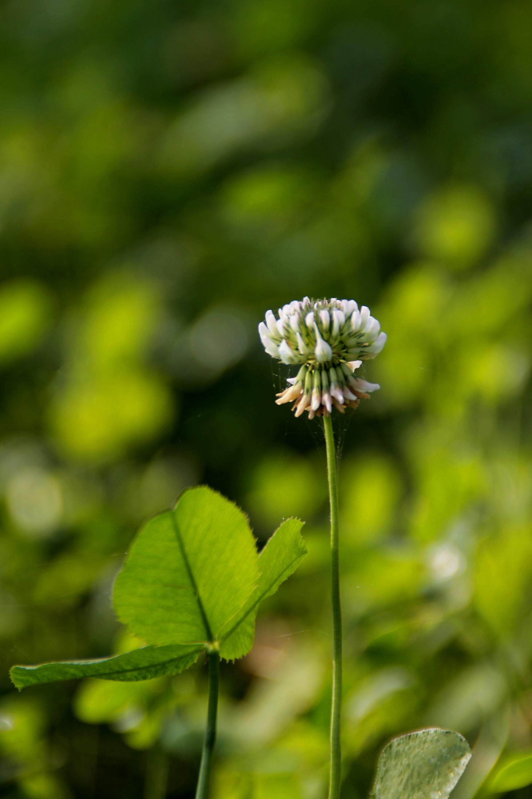 首发车轴草也很美