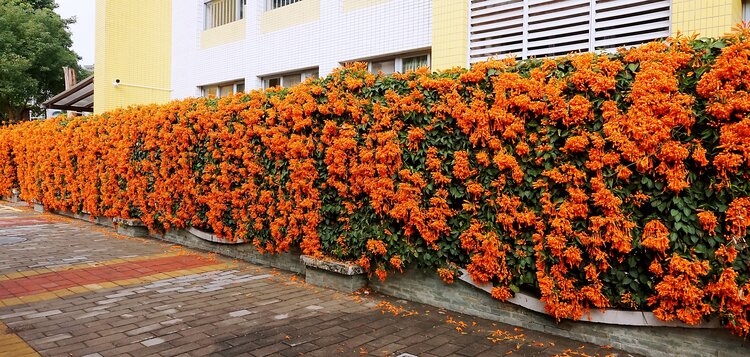 炮仗花开新年到首发