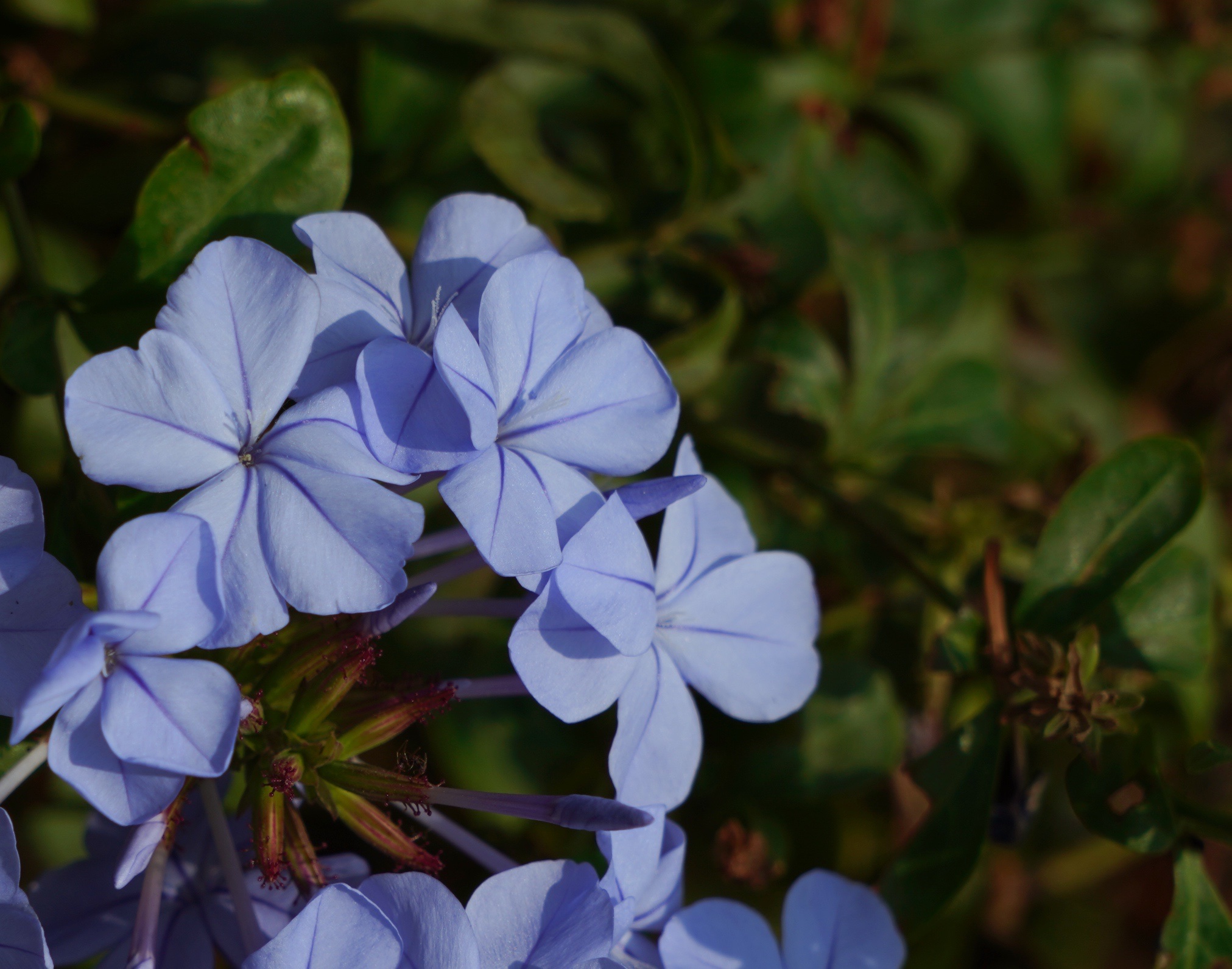 原创首发蓝丹花的传说