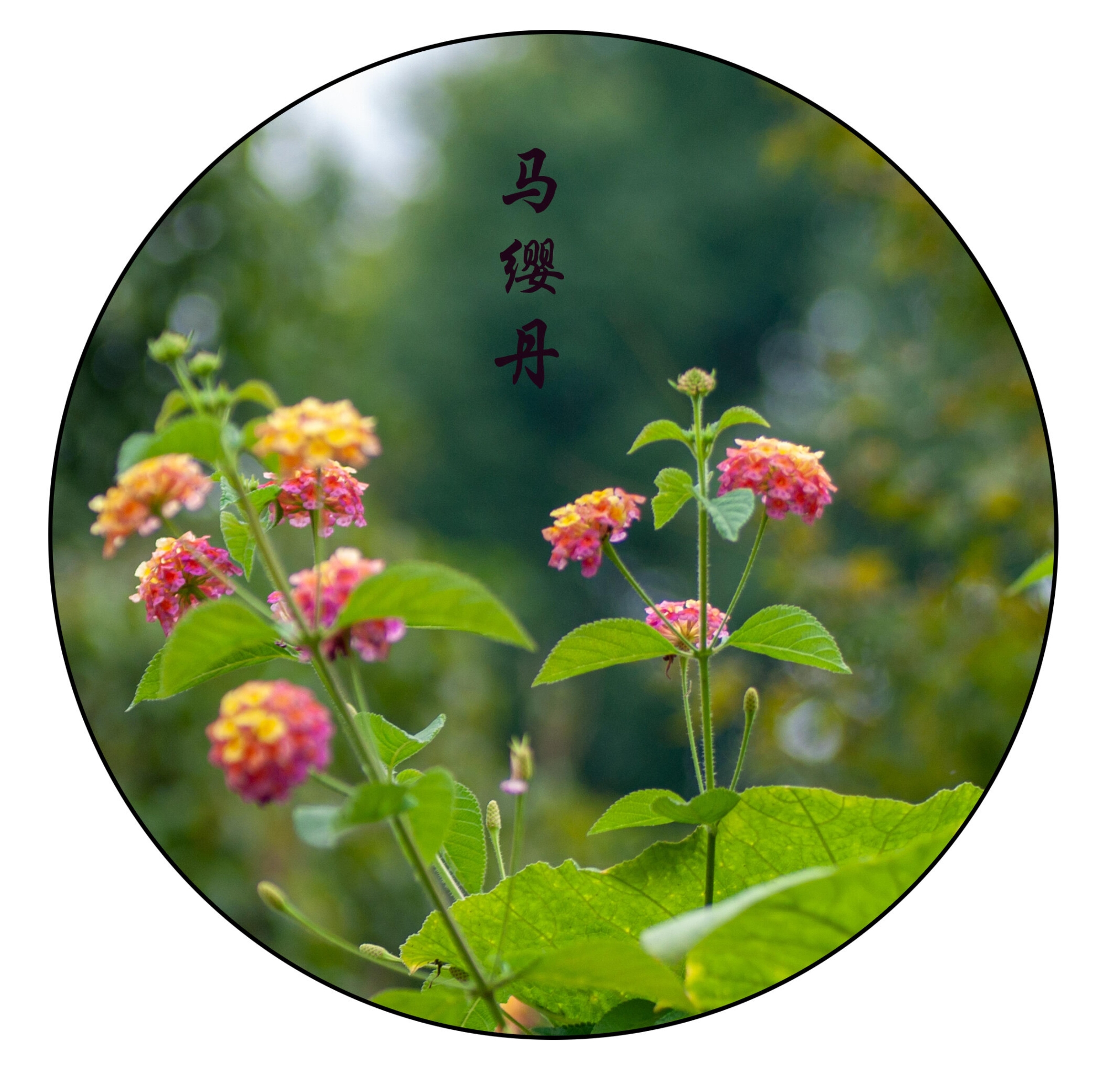 《六》 柳畔小桥桃花红,翠色茵青曼妙同.