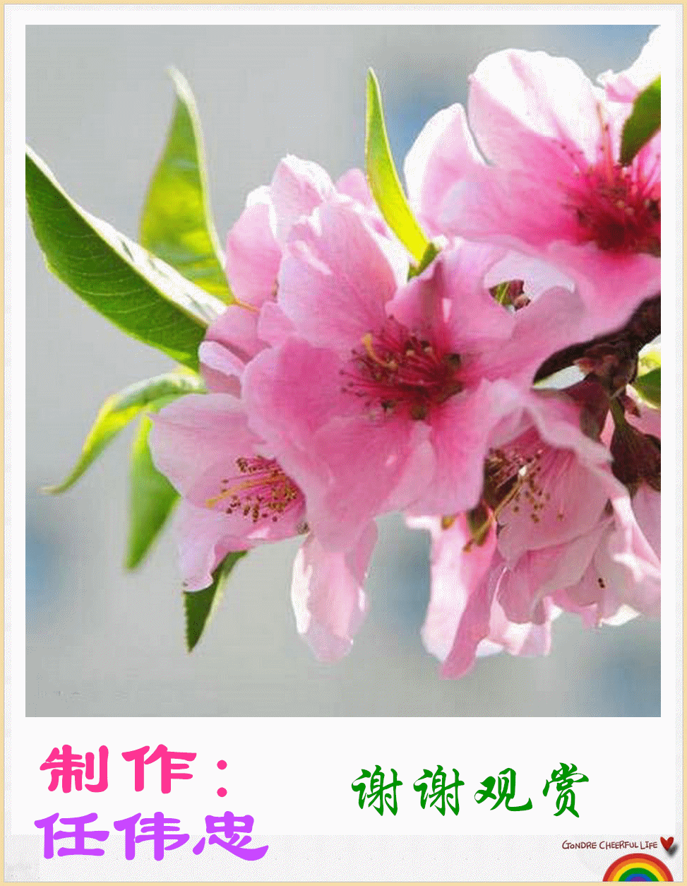 图片:桃花开.背景音乐:桃花开满三月天.演唱:乌兰托娅,云龙.
