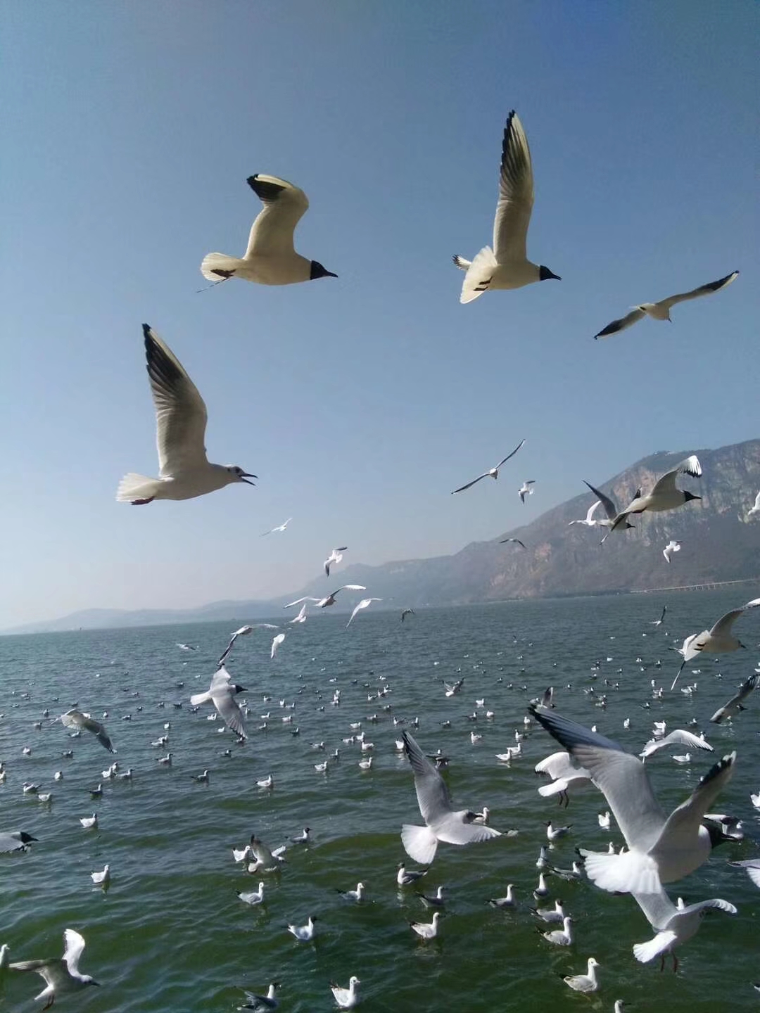 海鸥飞处彩云飞