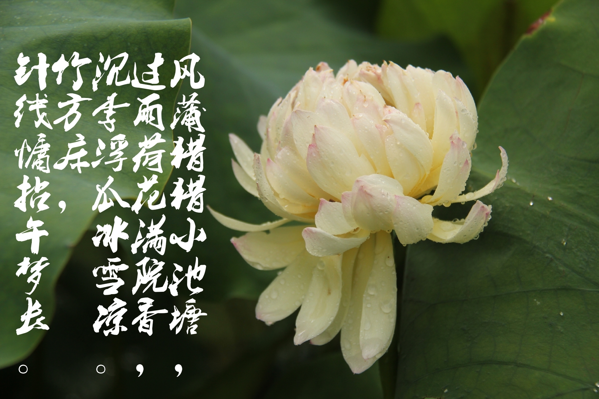 穿过层层凉薄之期,一叶心舟,放逐莲开彼岸,那一片天青色的烟雨中,有人