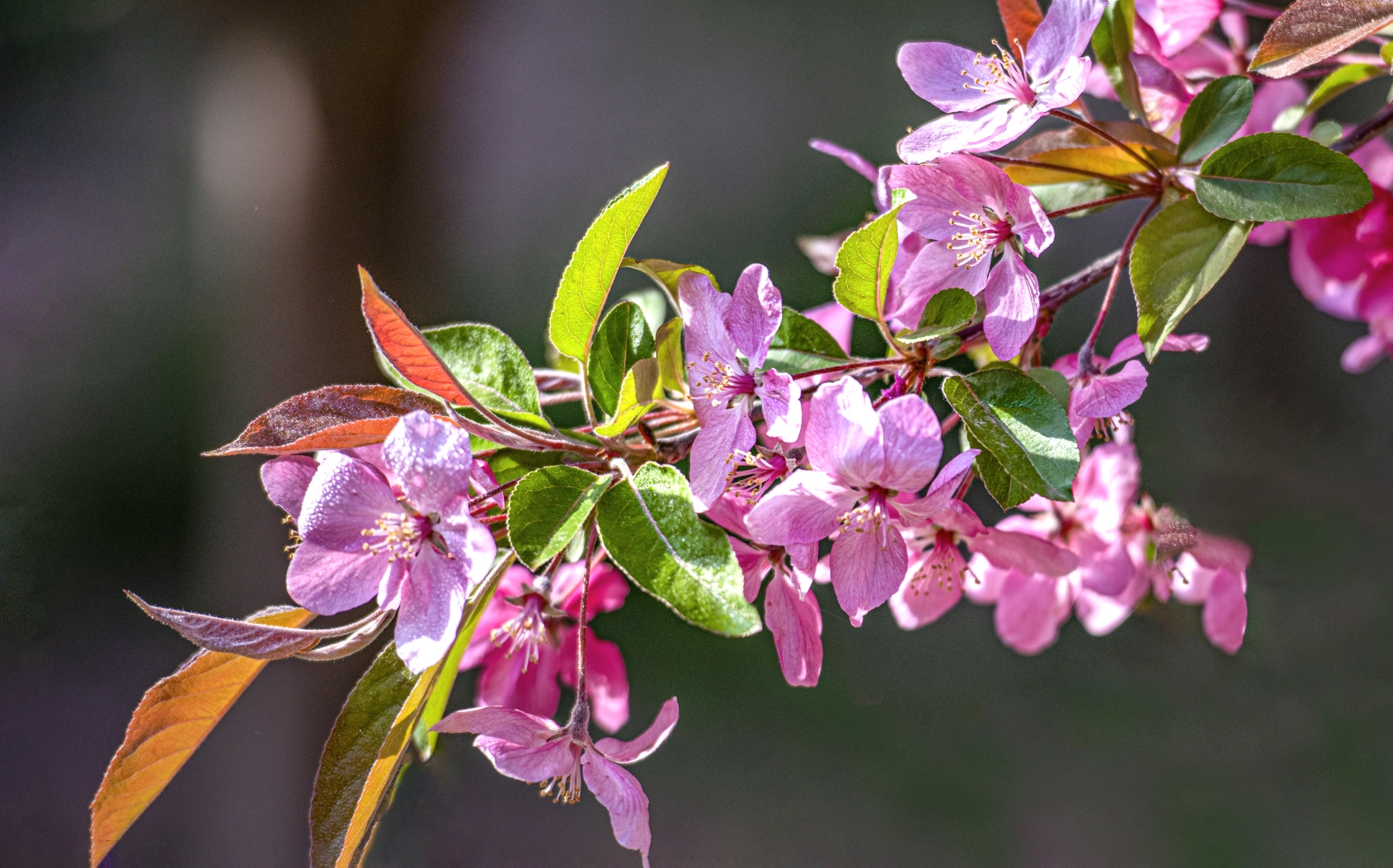 花中"仙"——西府海棠