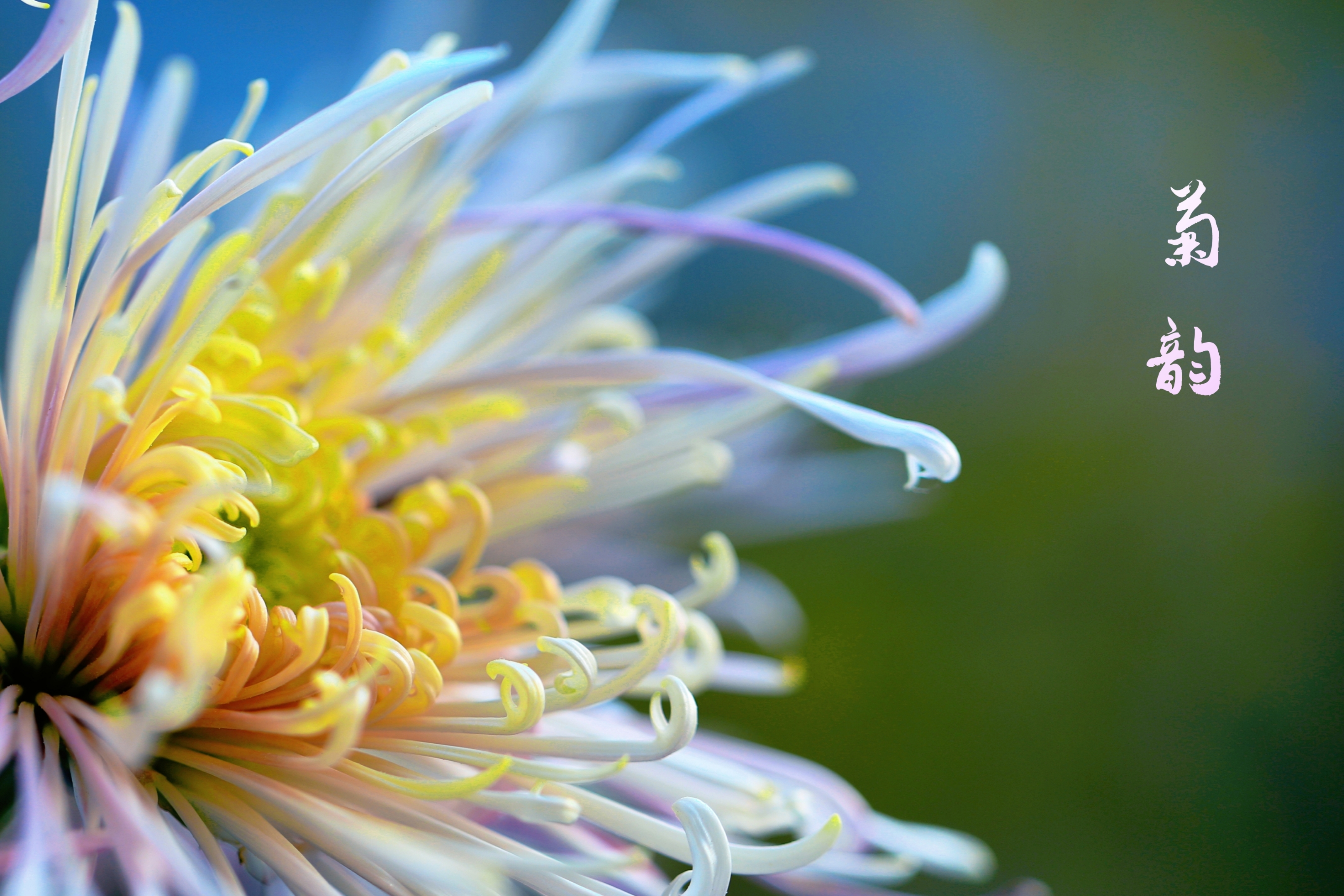首发唐诗宋词里的菊花