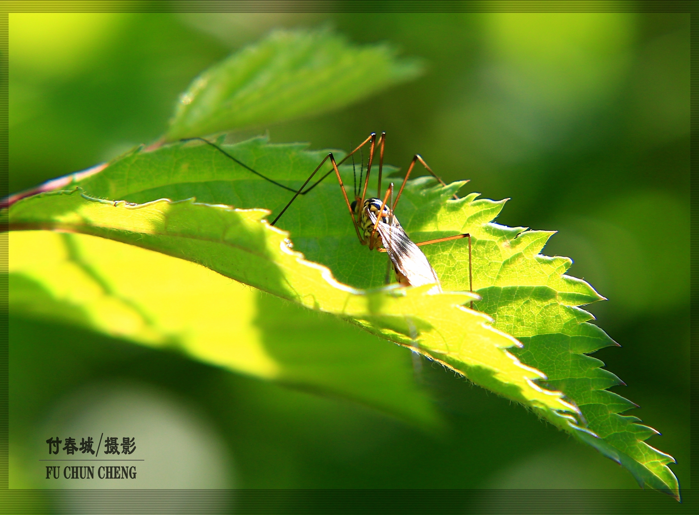 原创首发昆虫摄影之十五蚊蛉