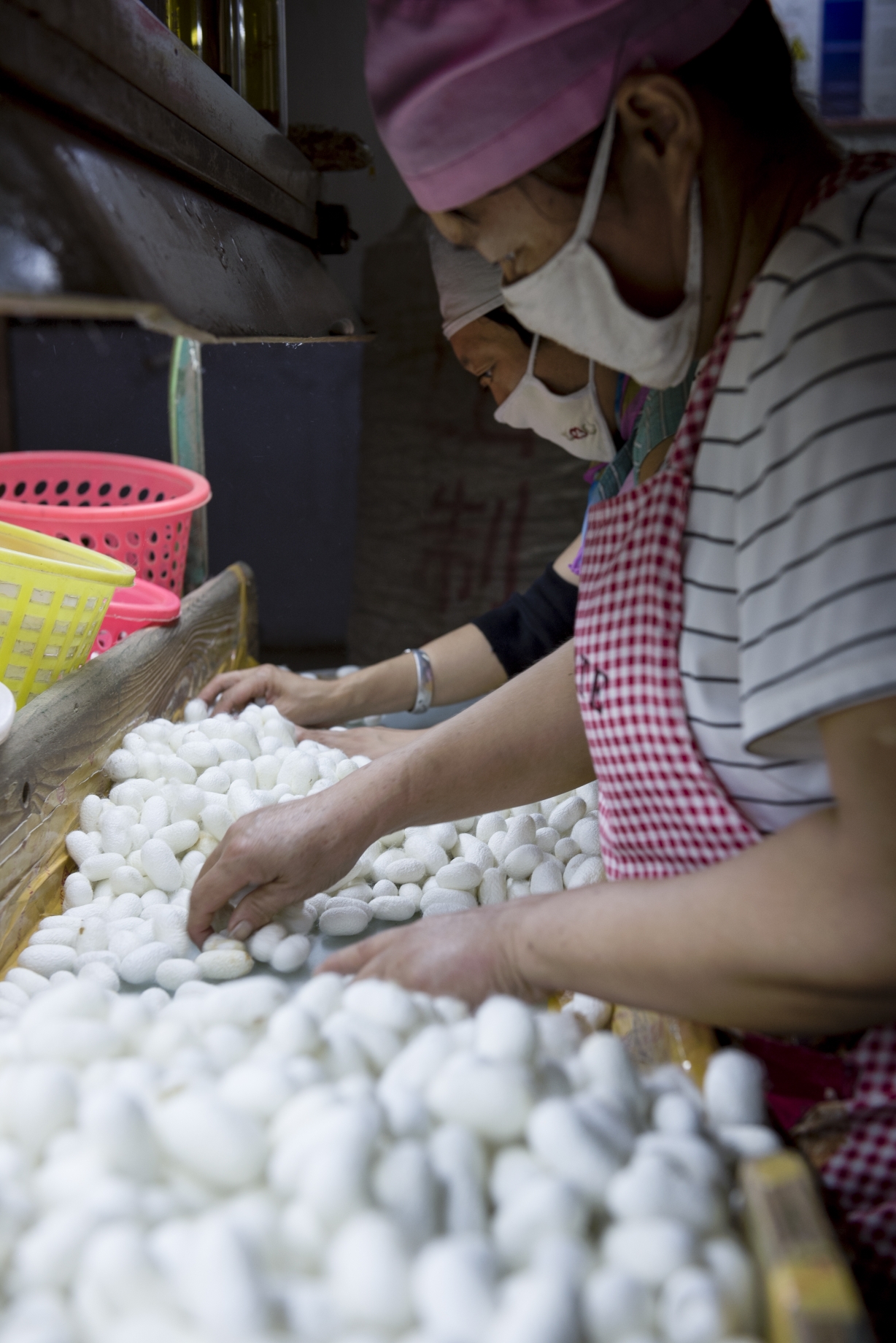 "丝绸之路"上的远古文明之———缫丝