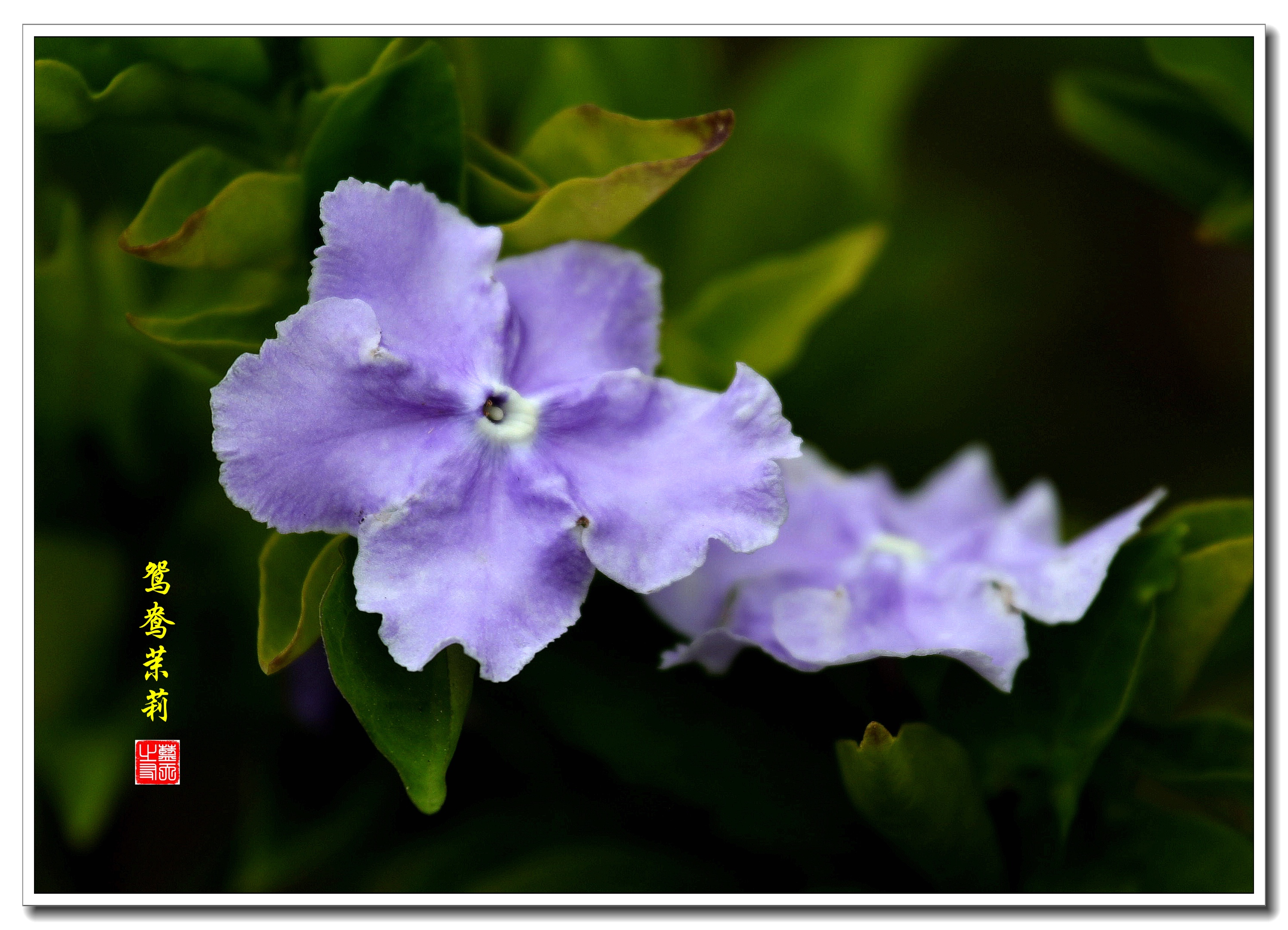 【首发】鸳鸯茉莉