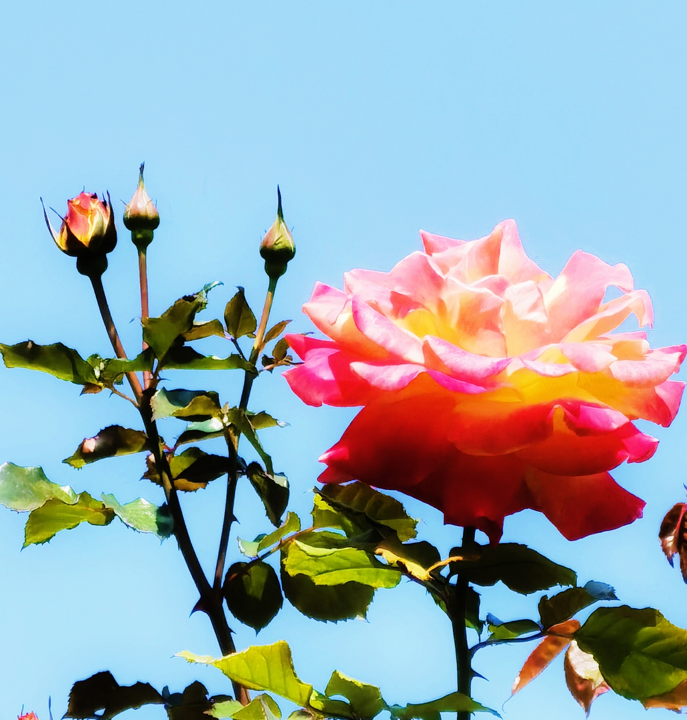 深圳俏丽的春花