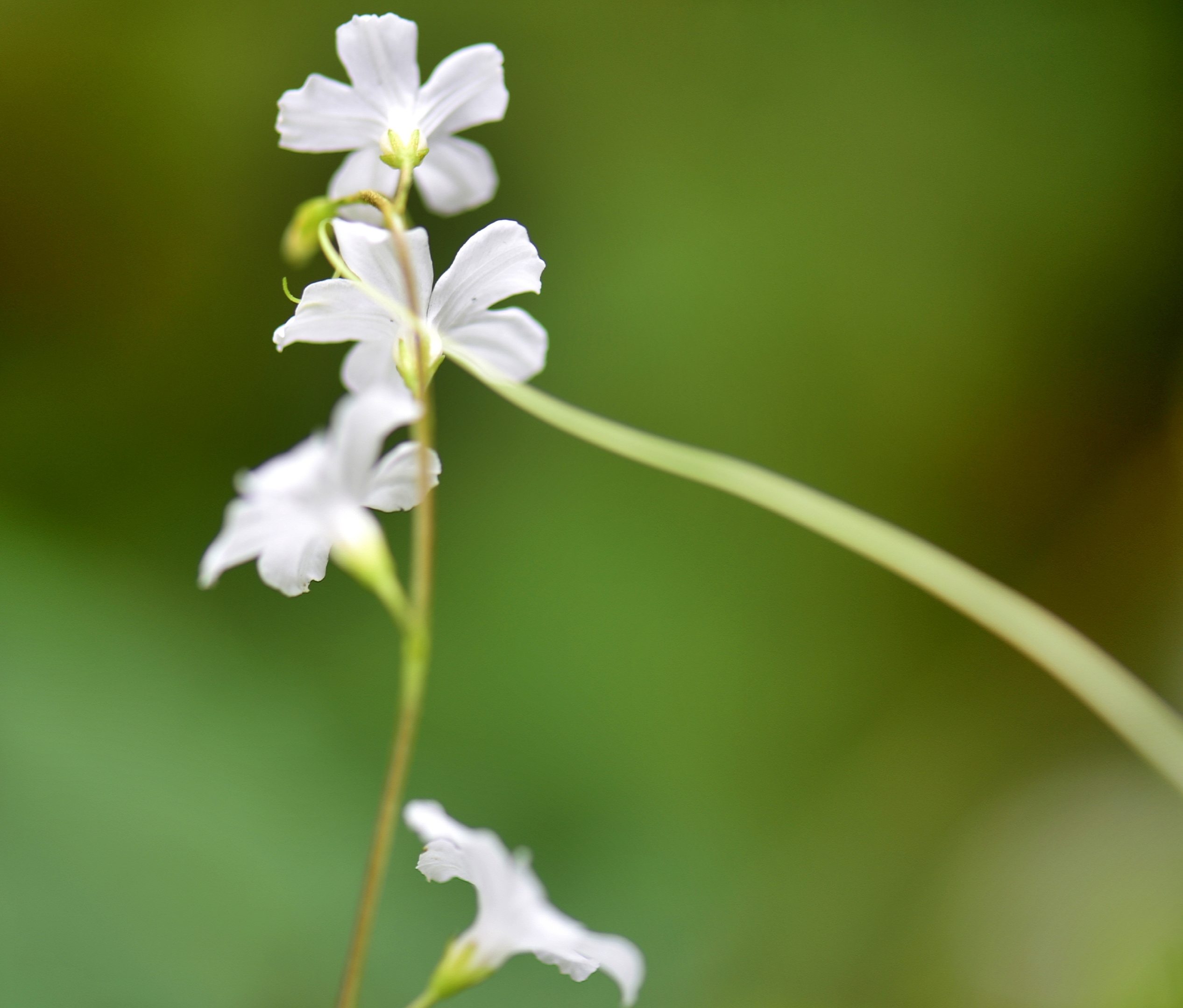 穿越四季之美～飞蛾藤【vv首发】