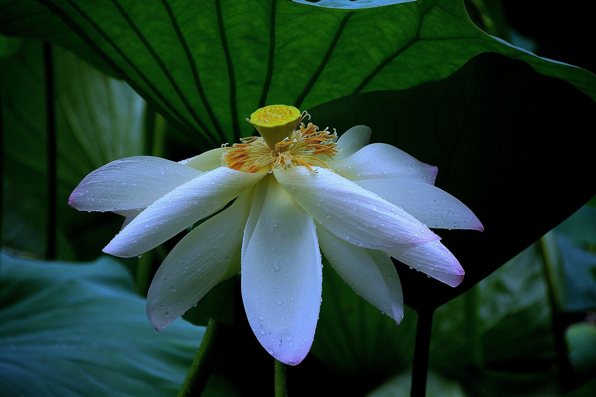 《雨中賞荷》雨打荷葉珠不定荷花篇