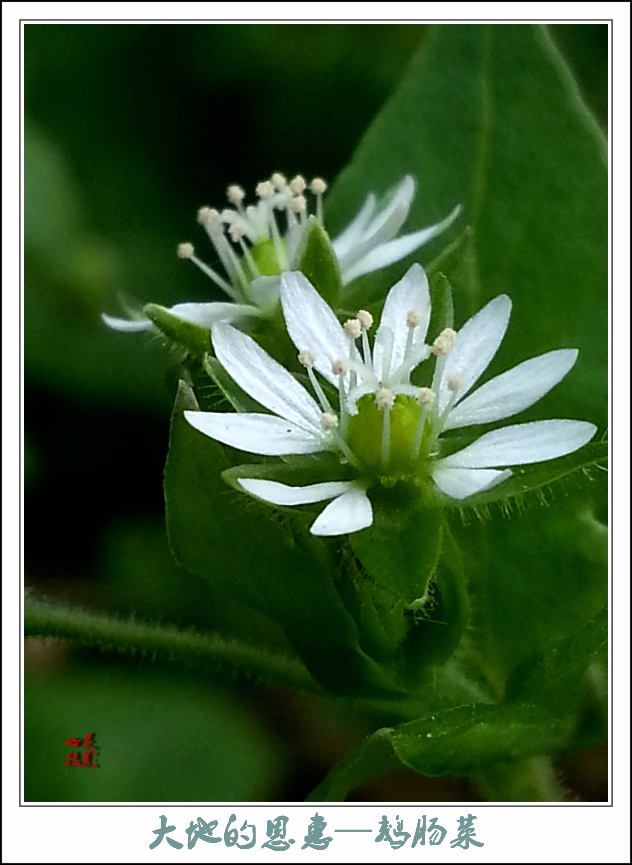 首发大地的恩惠鹅肠菜