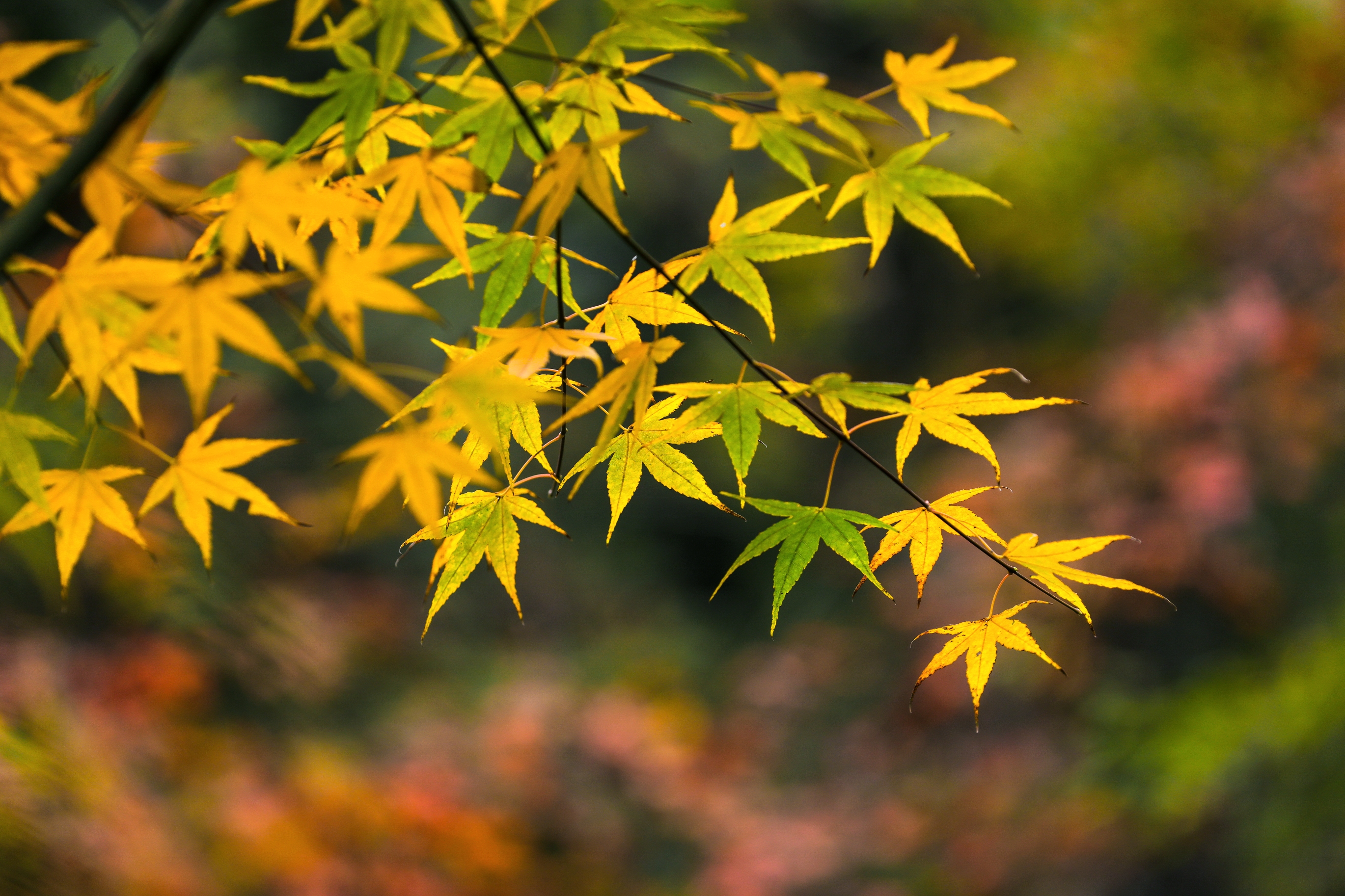 枫叶醉红初冬里摄影首发