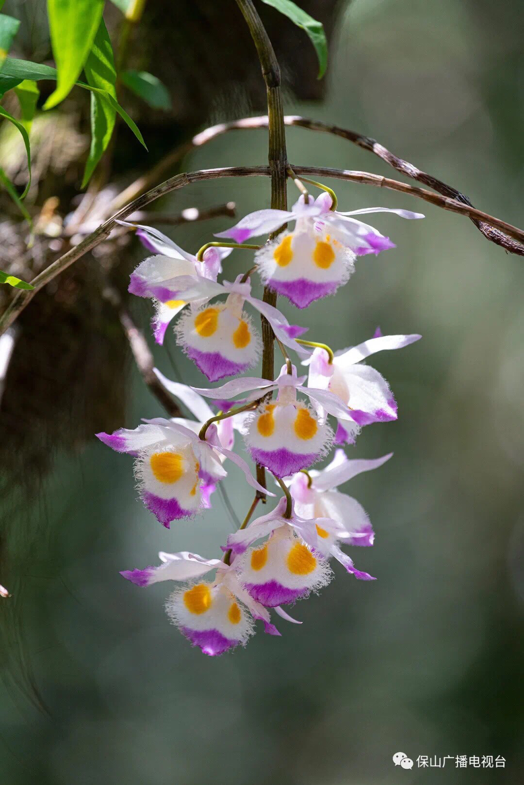 龙陵石斛花开 "秀色可餐"能赚钱 广播电视台 今天