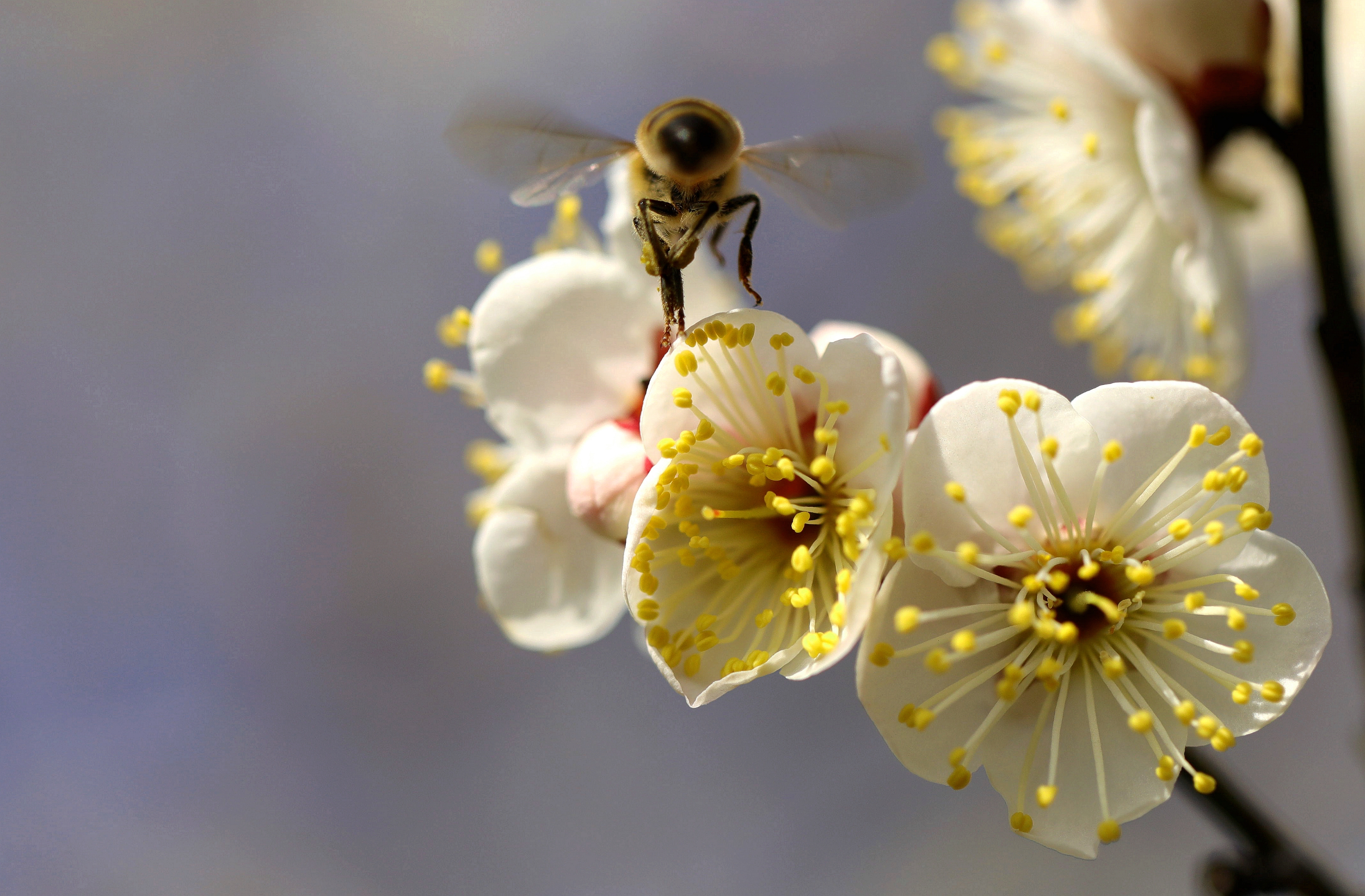 【首发】梅花怒放蜜蜂舞