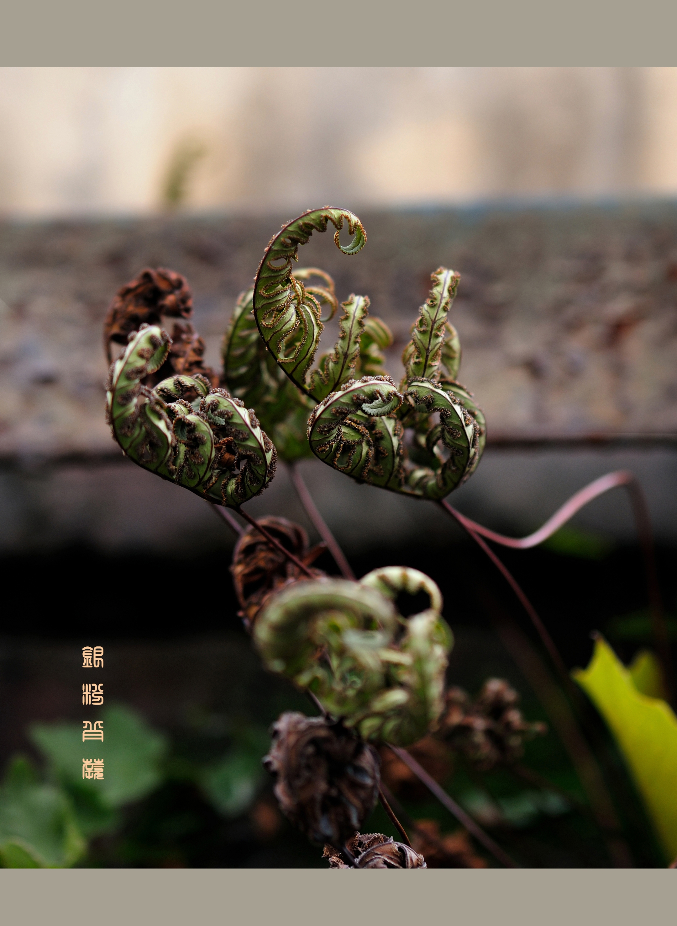 首发小巧玲珑的银粉背蕨