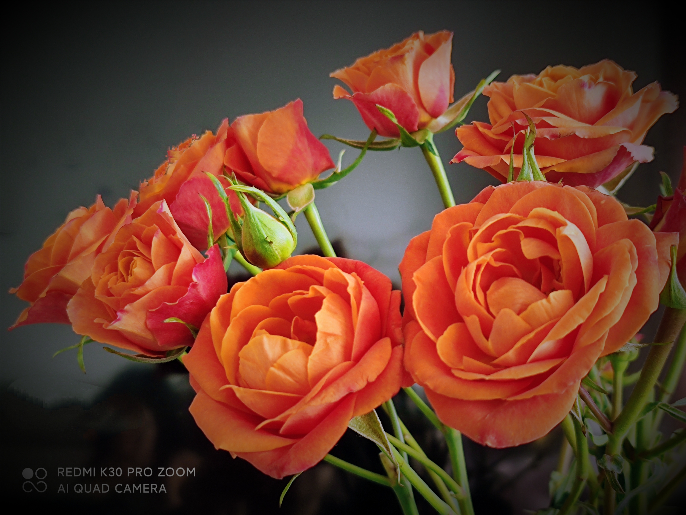 金色月季vv首发