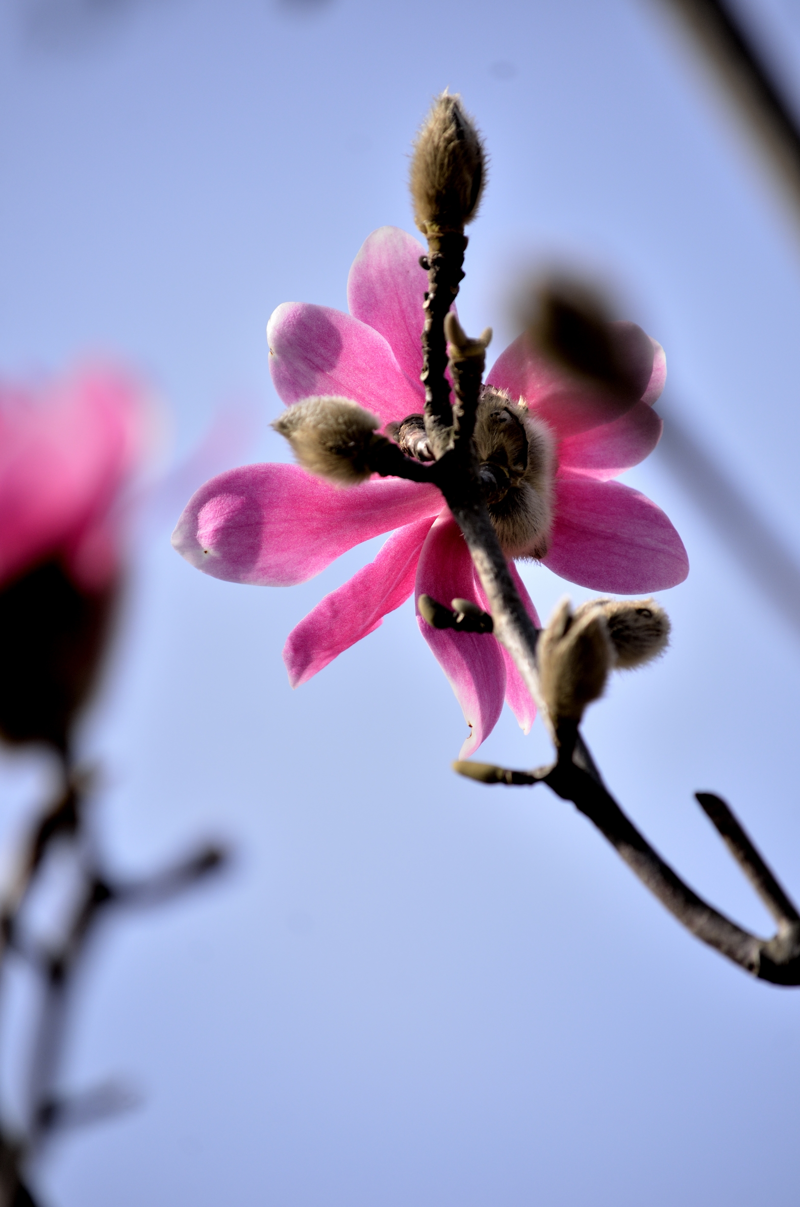 玉兰系列一早花武当玉兰(首发)