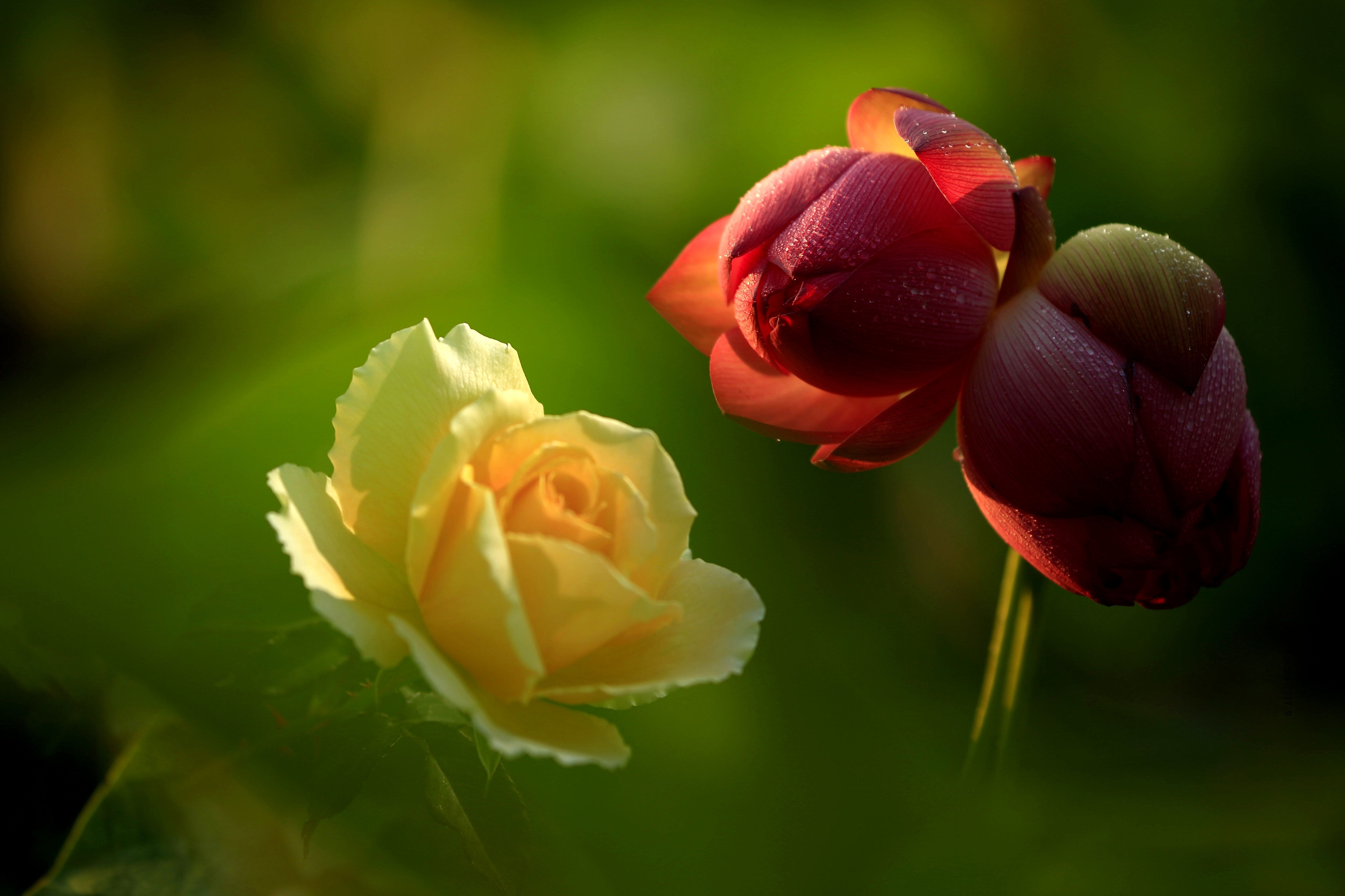 【首发】花卉的彩色世界(36)