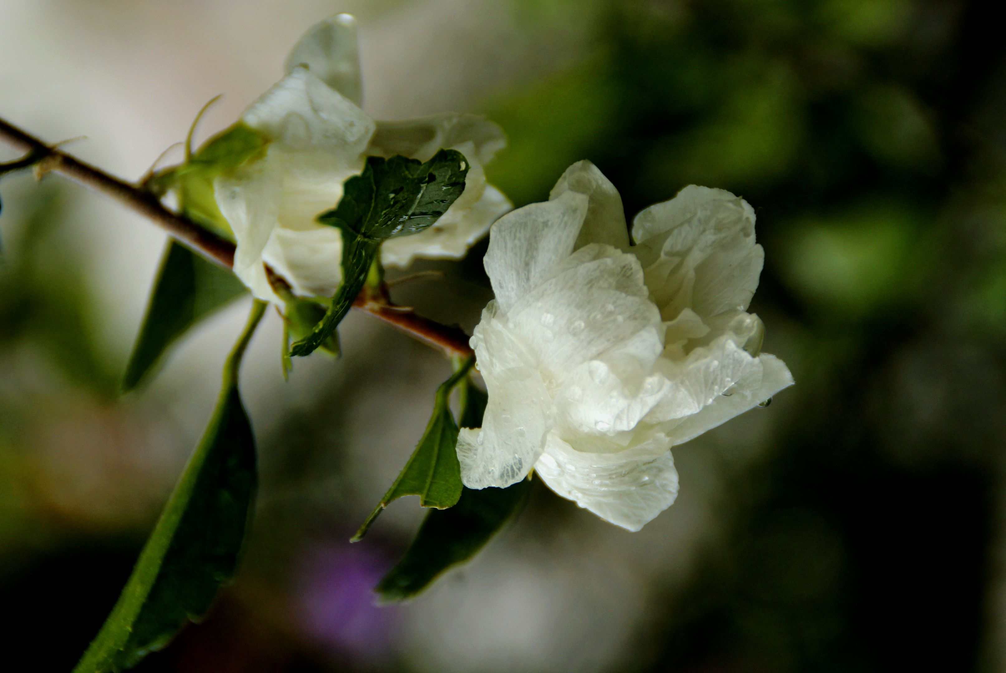 白色木槿花花语图片