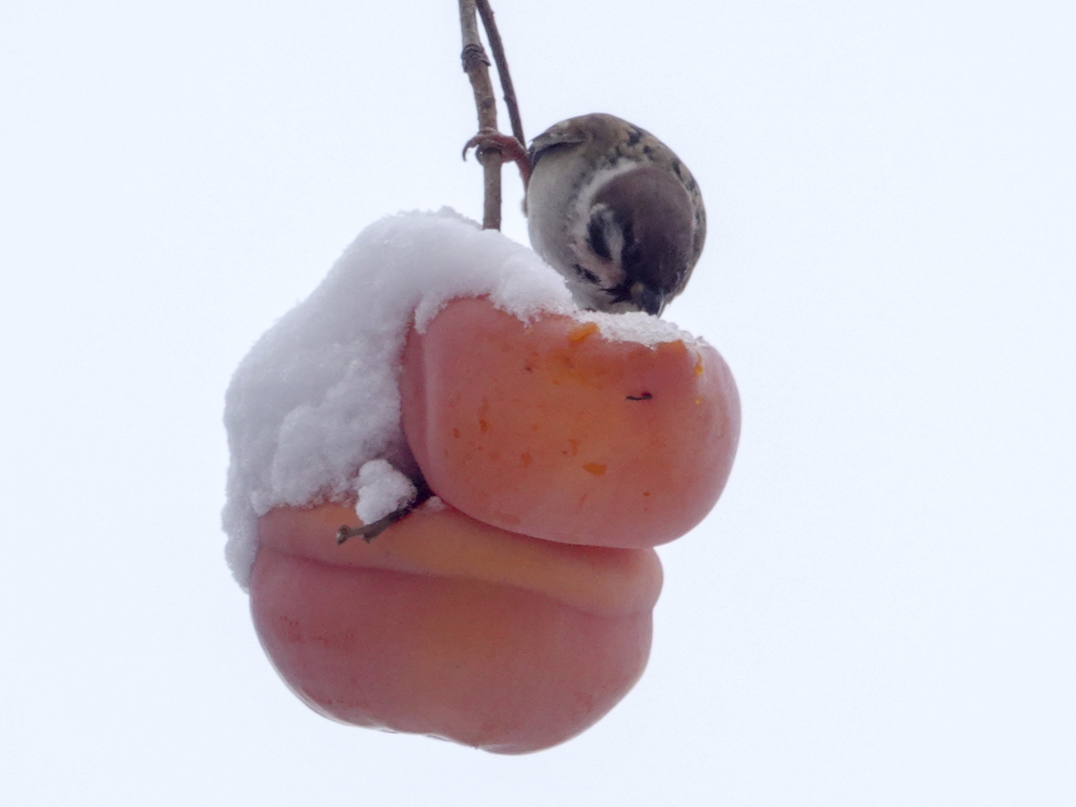 鸟儿的美餐～冰雪柿子