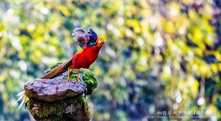 紅腹錦雞一一鳳凰鳥首發