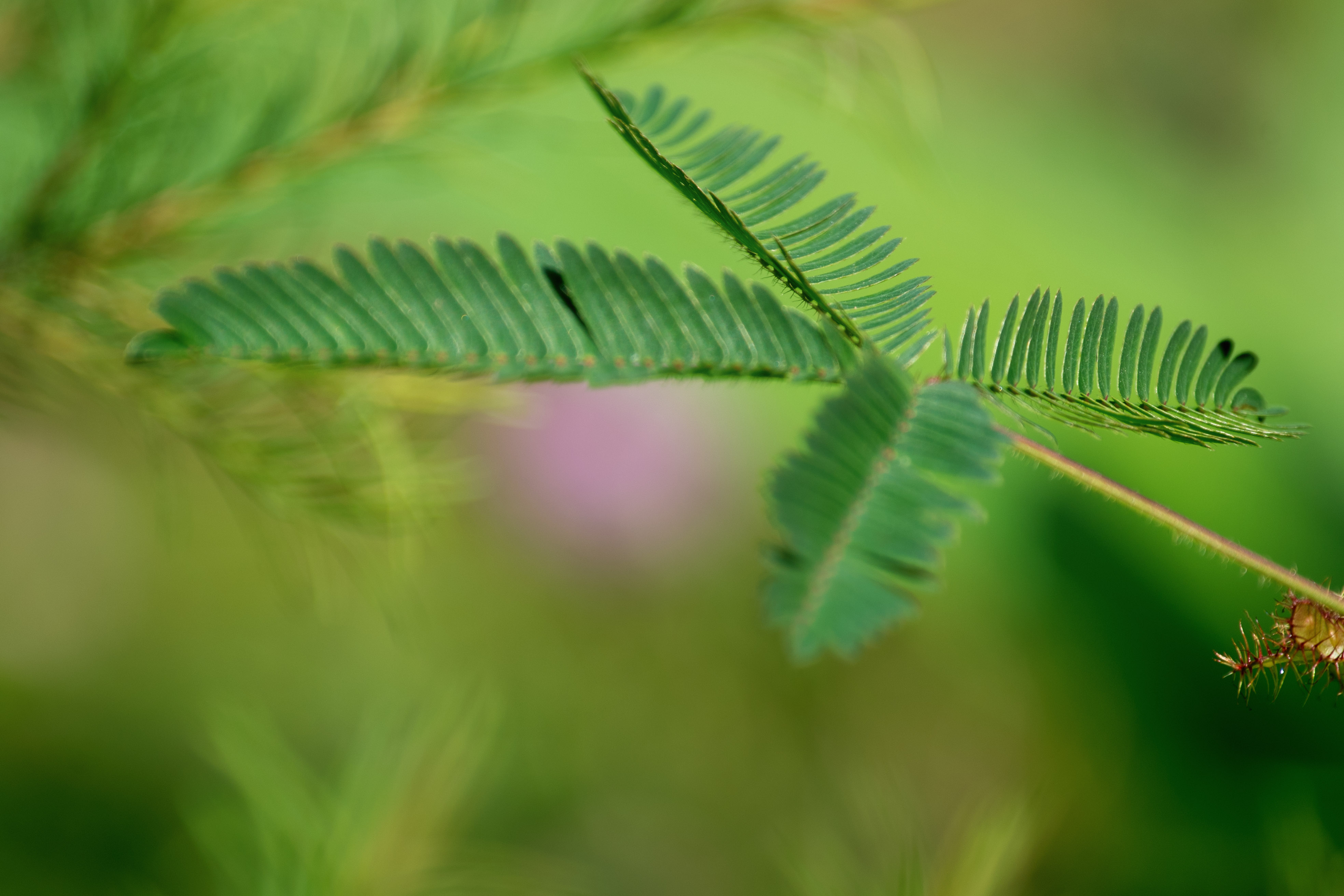 含羞草的外形特点(含羞草图片 植物图片)