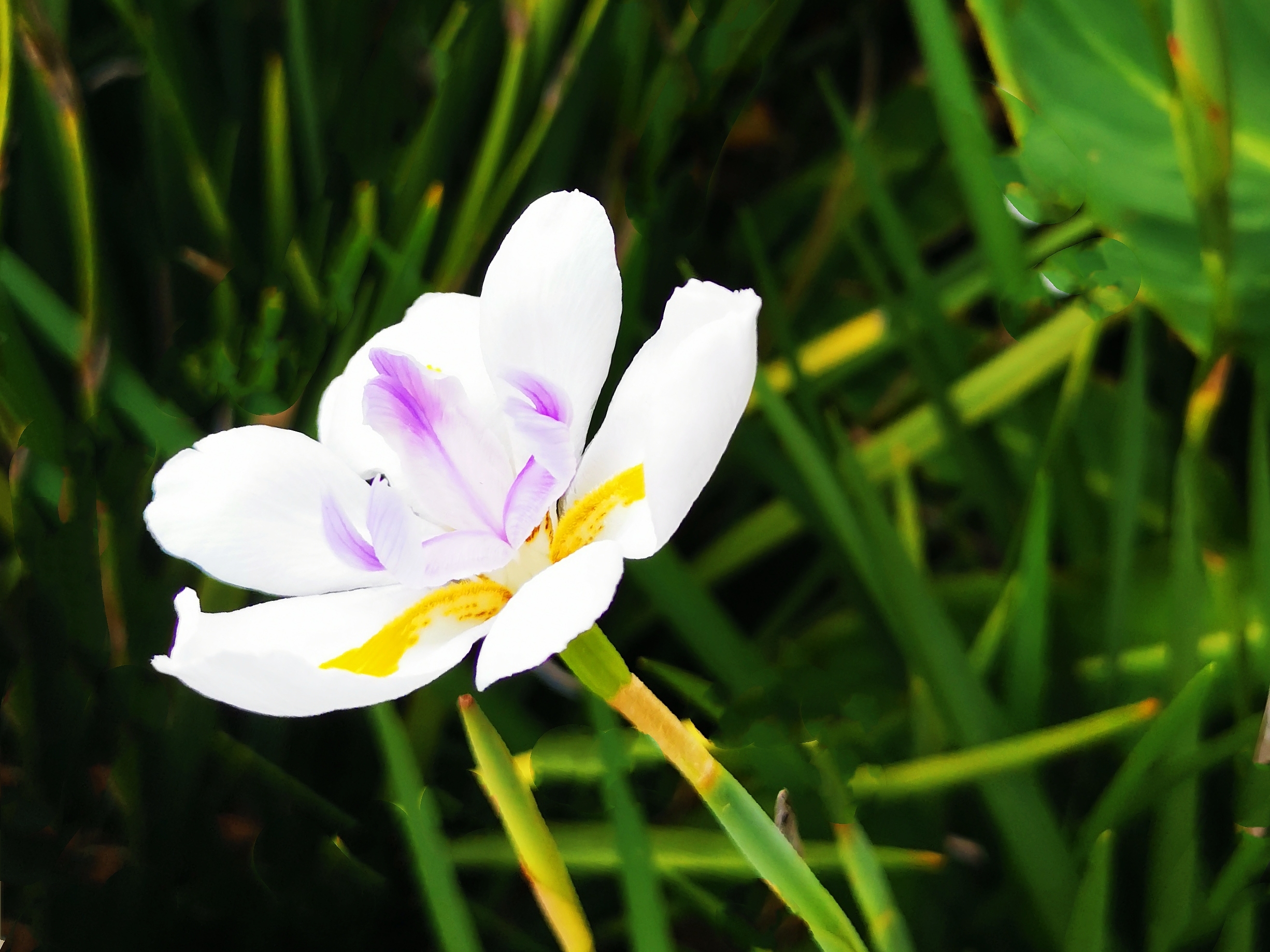 首发肖鸢尾花