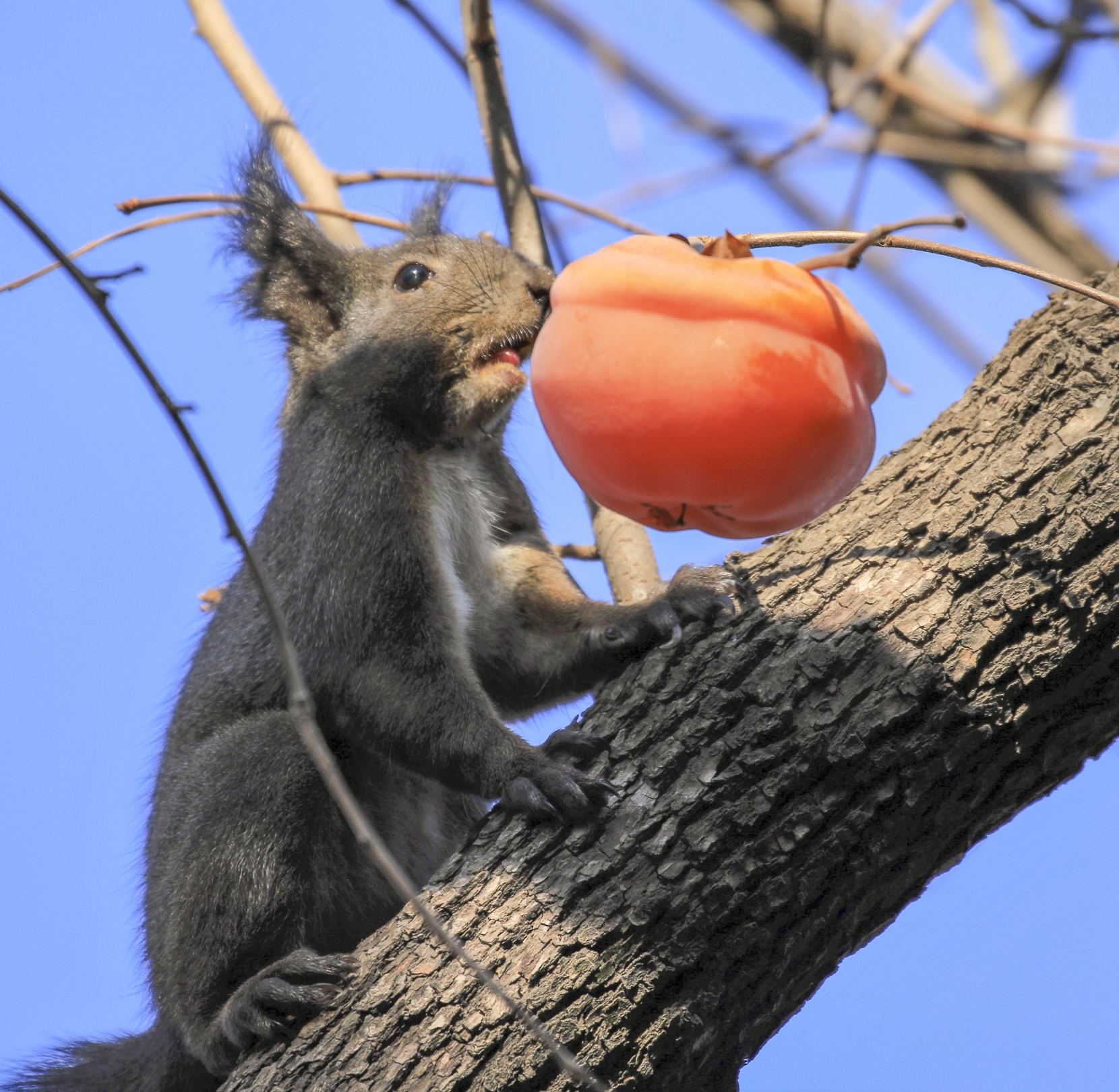 小松鼠吃柿子【vv首发】