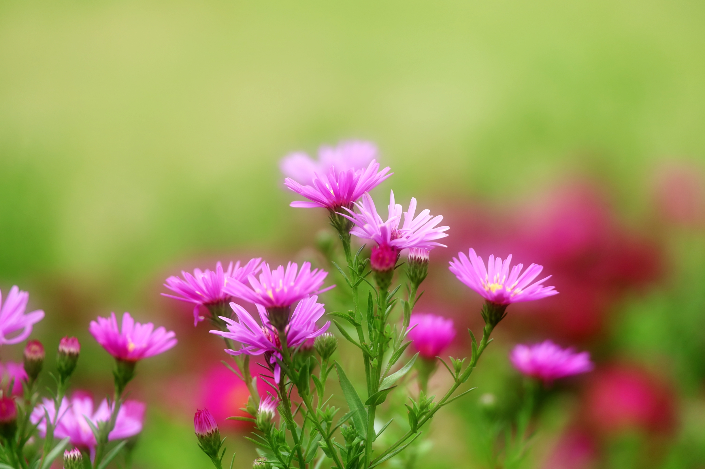 开在秋日的荷兰菊