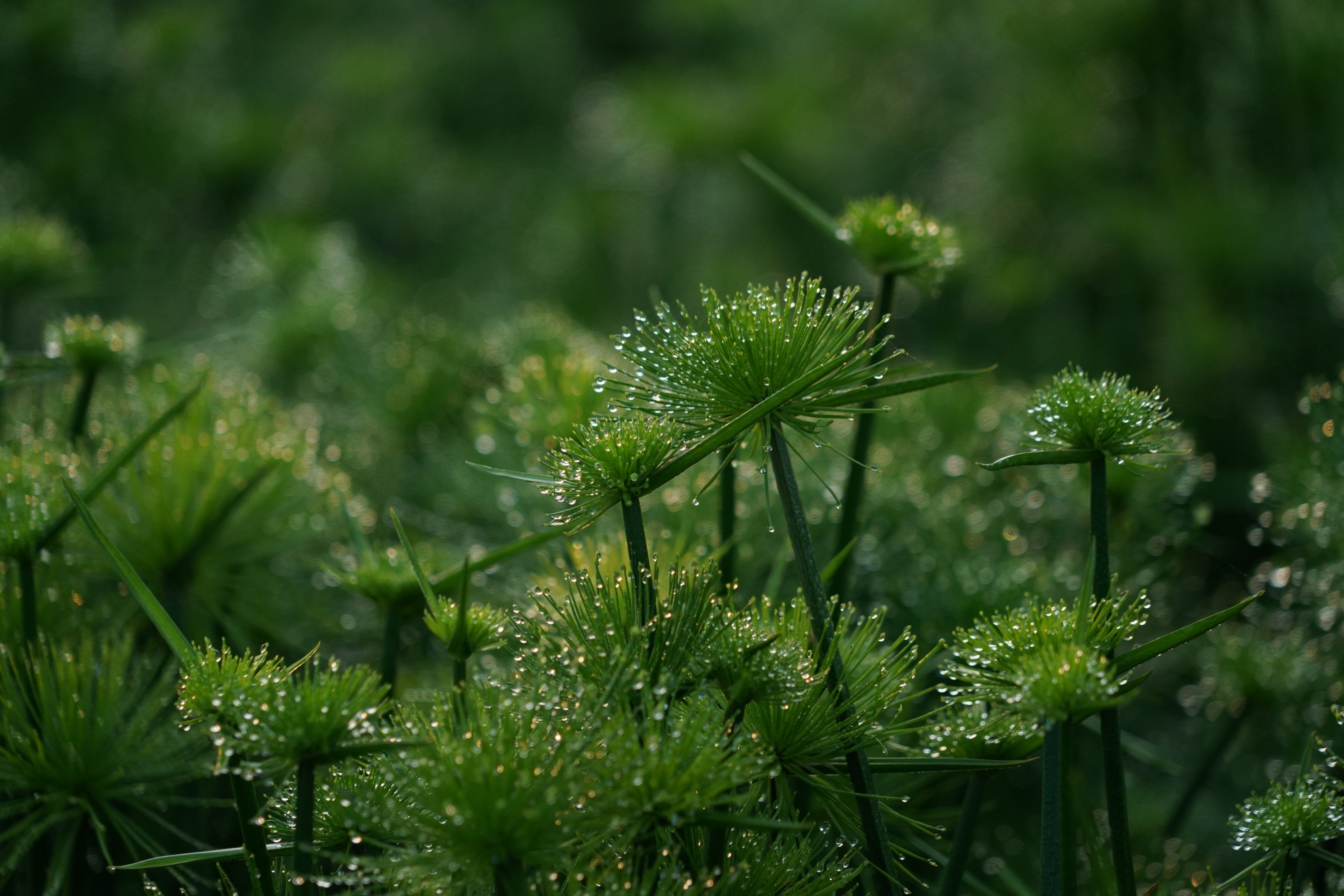晨光中的纸莎草