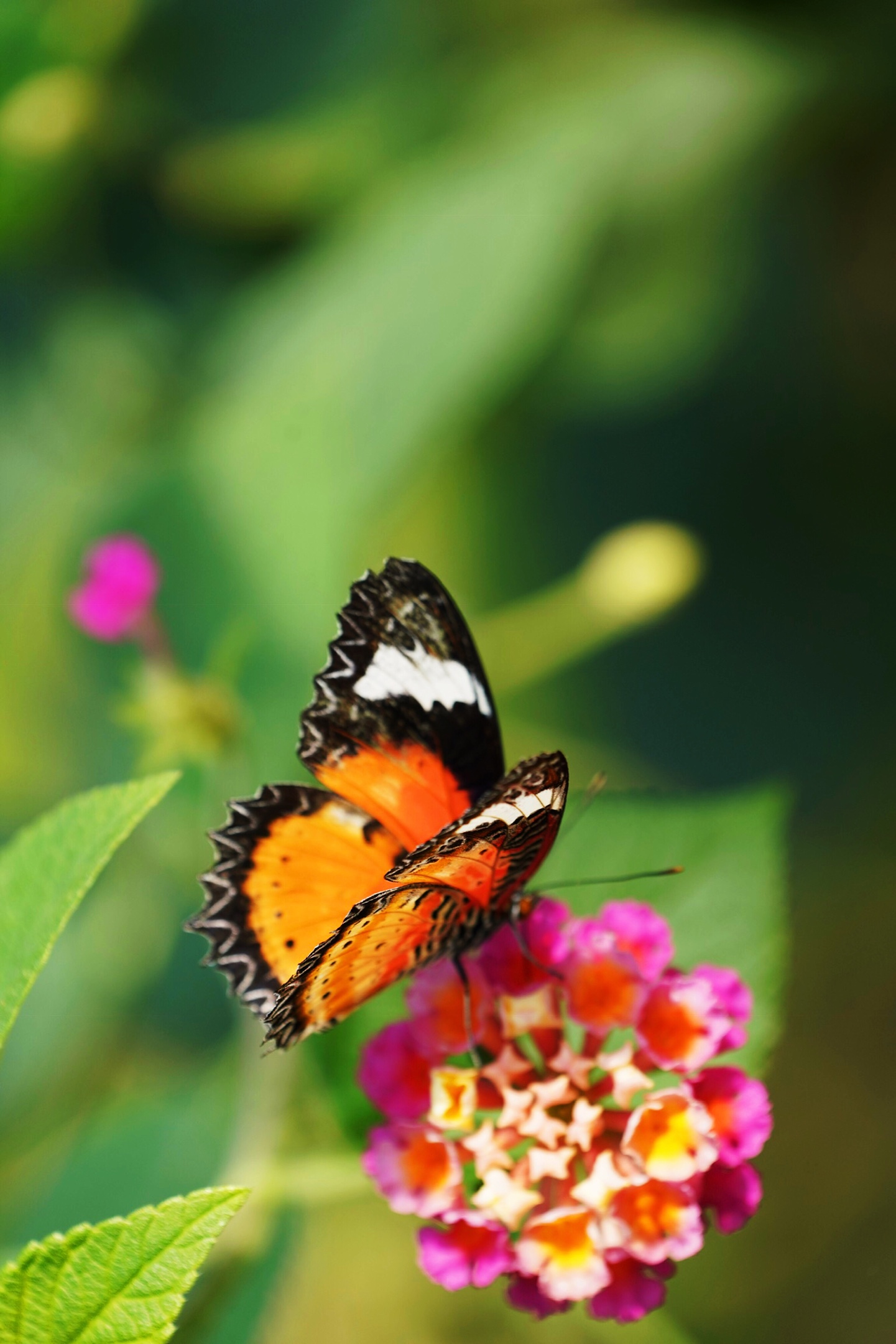 《蝶恋花 花戏蝶》
