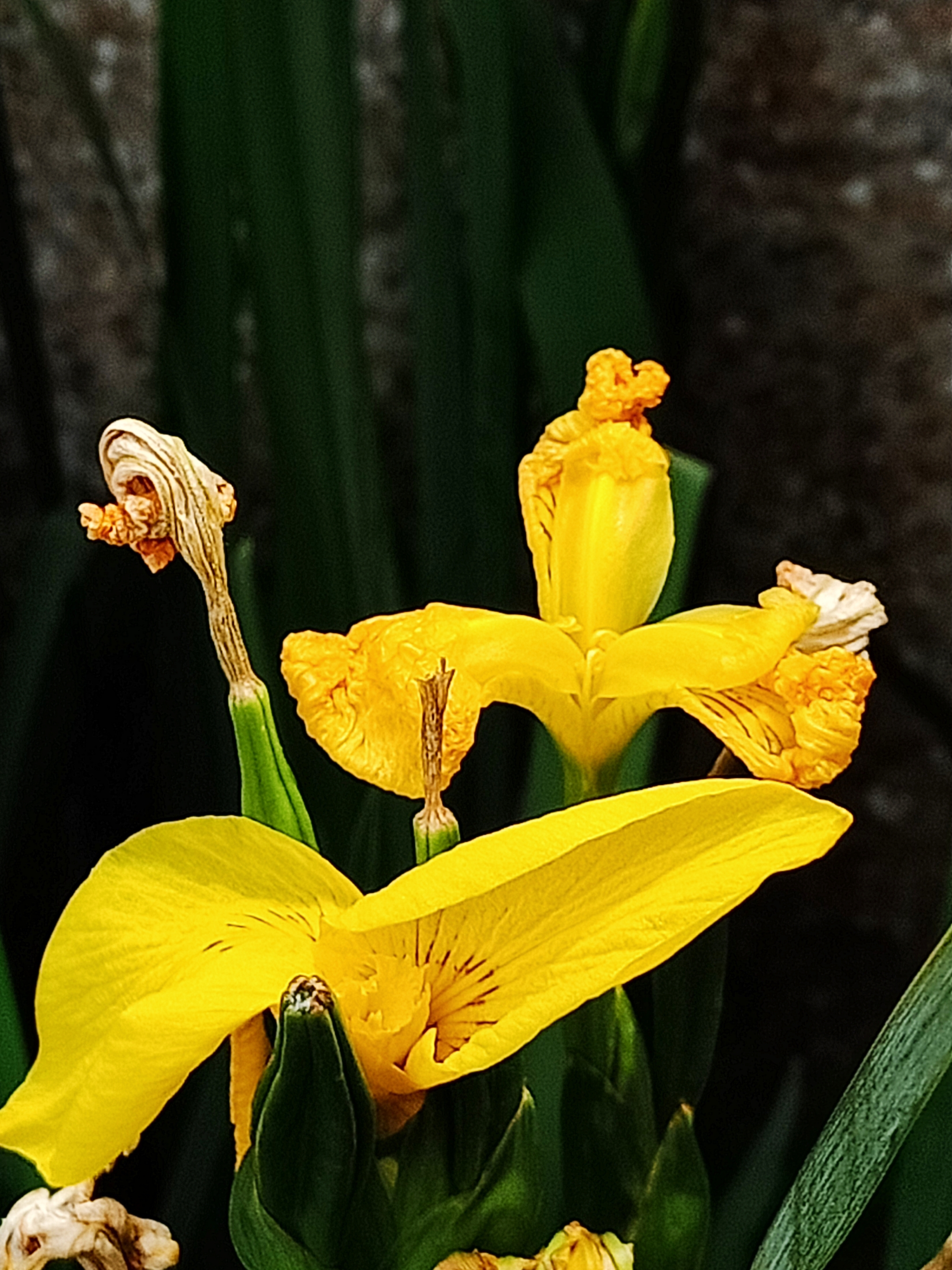 黄色的鸢尾花首发