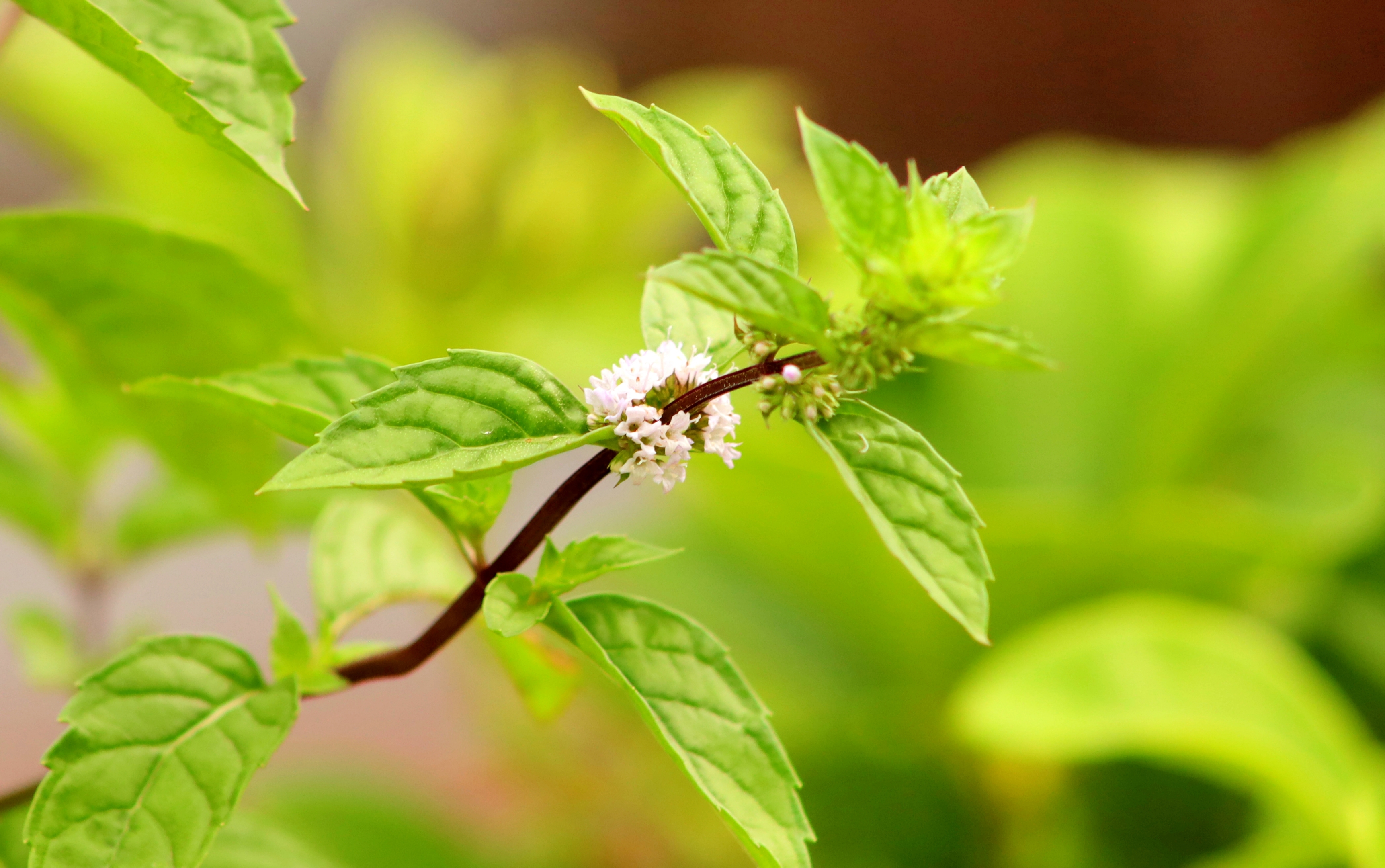 八月始见薄荷花