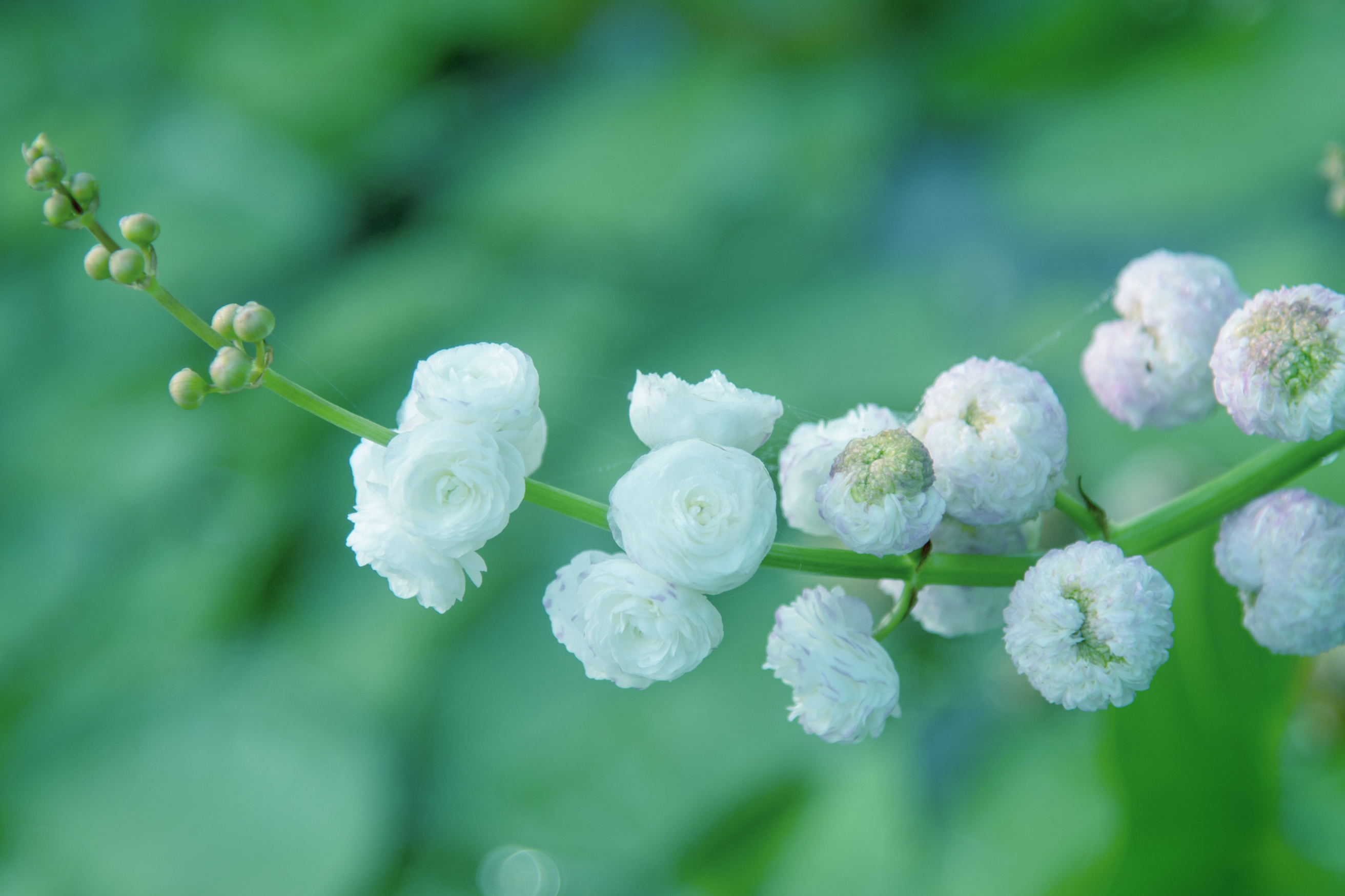 洁白如雪重瓣慈姑花(首发)