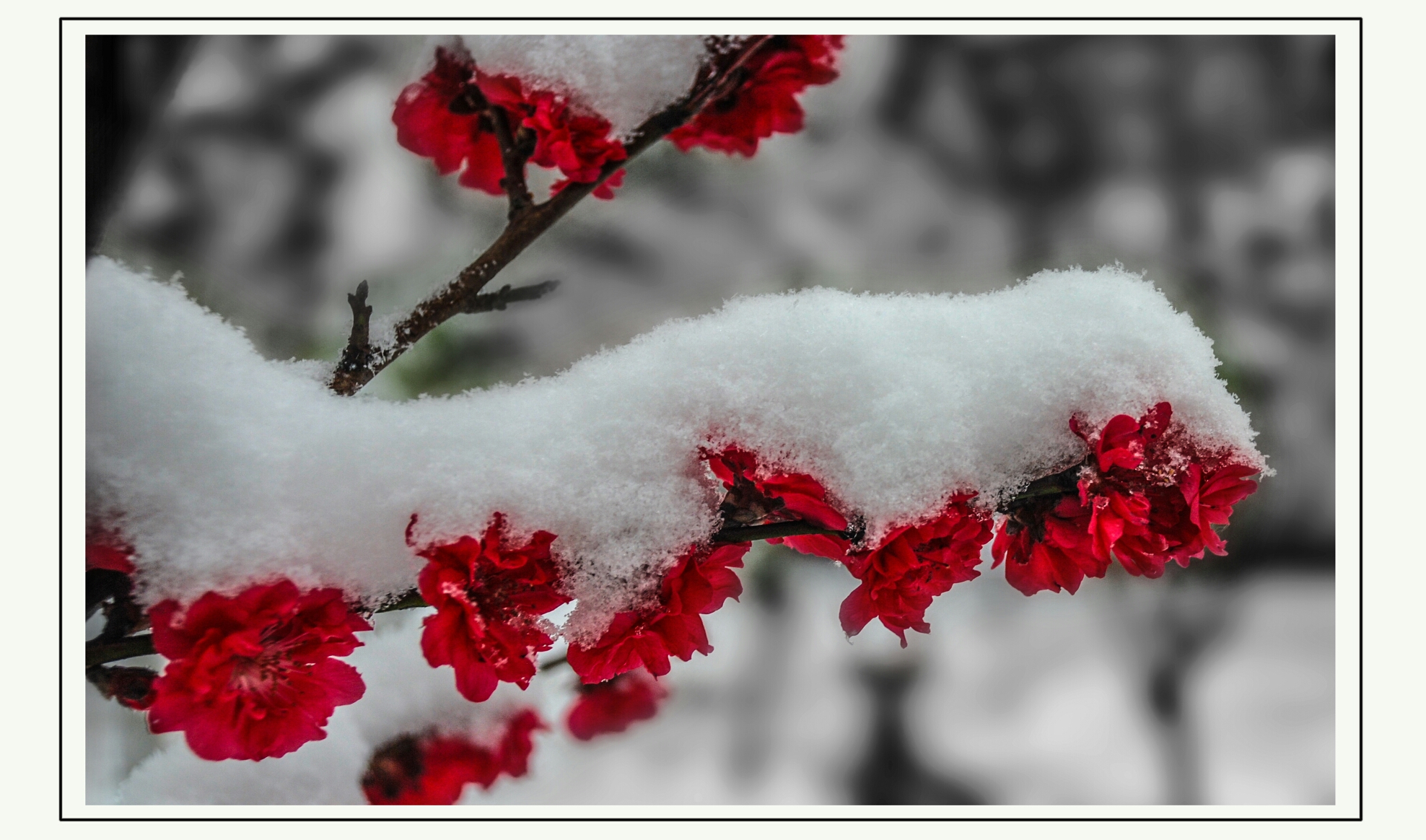 傲雪俏爭春__梅花